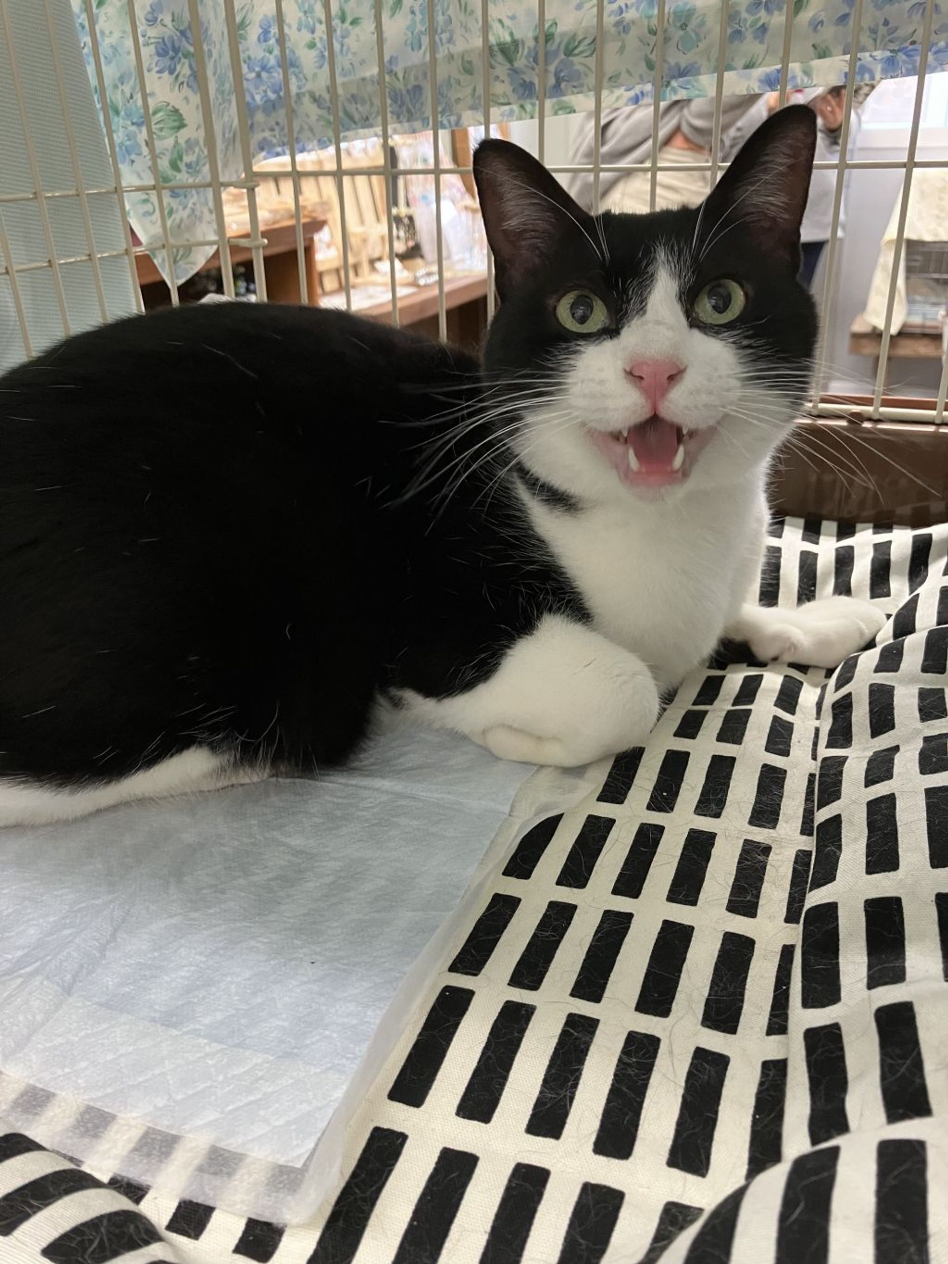 雑種（ミックス猫）・オスの里親募集の写真