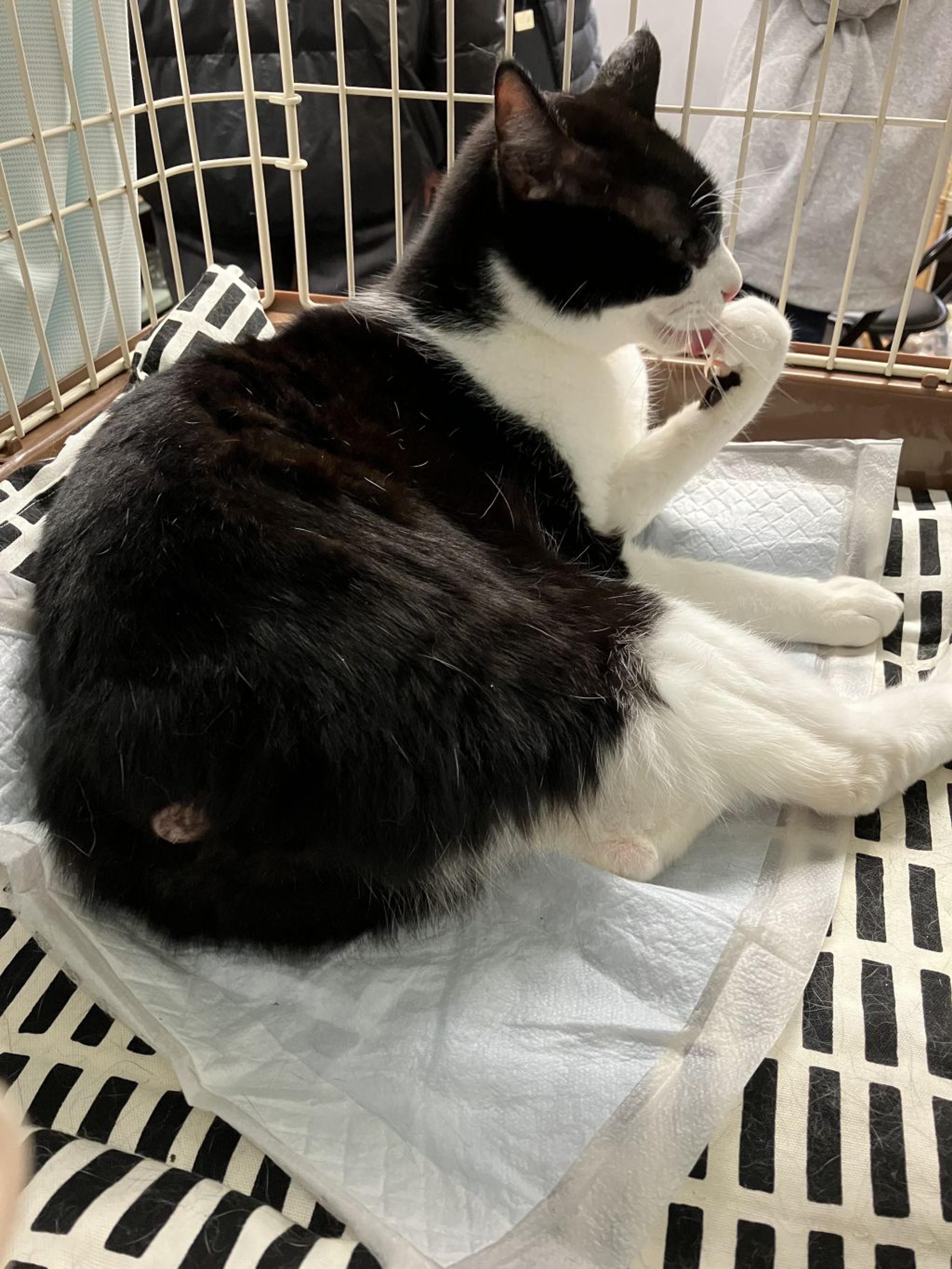 pet-image-3