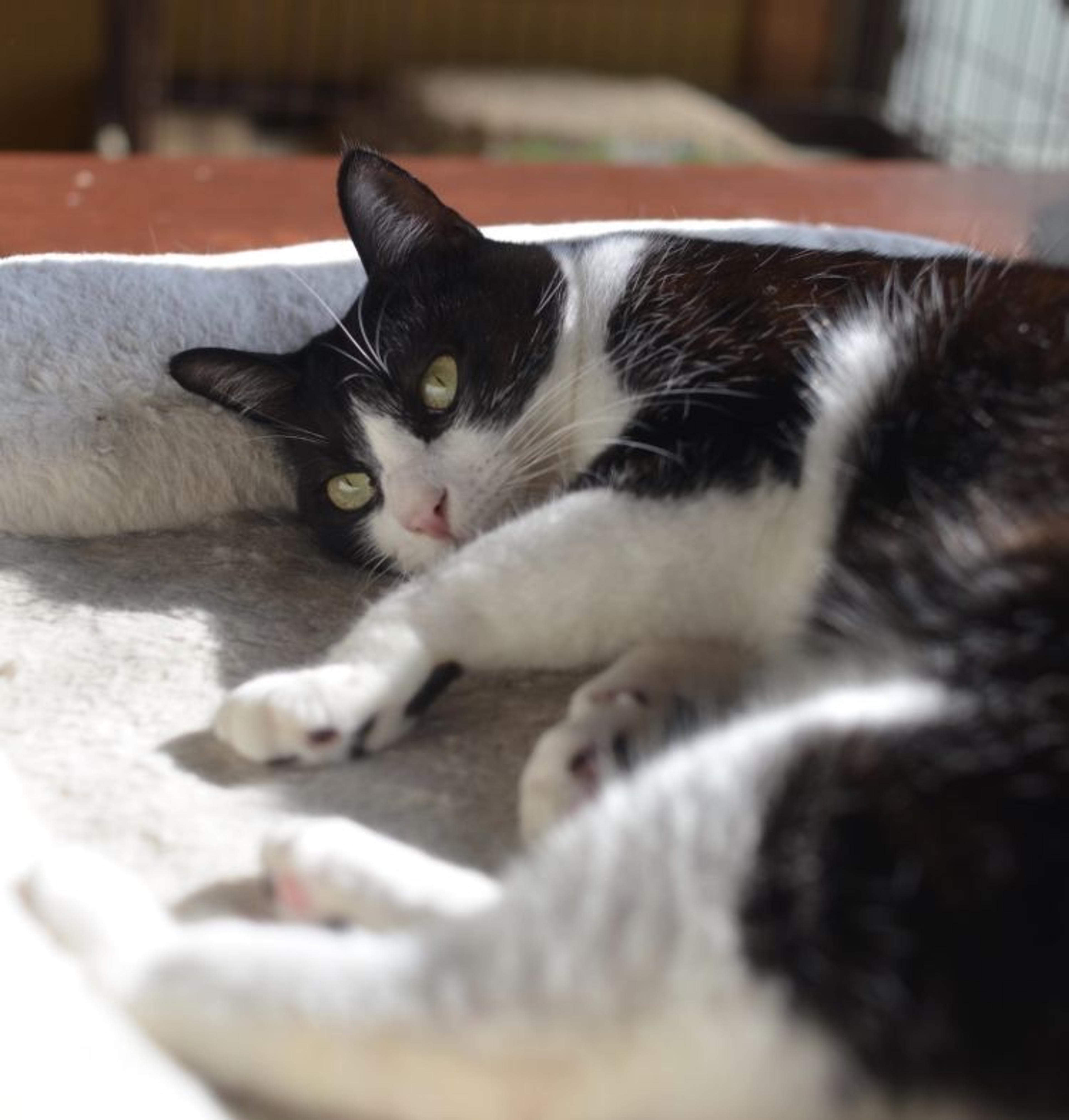 pet-image-5