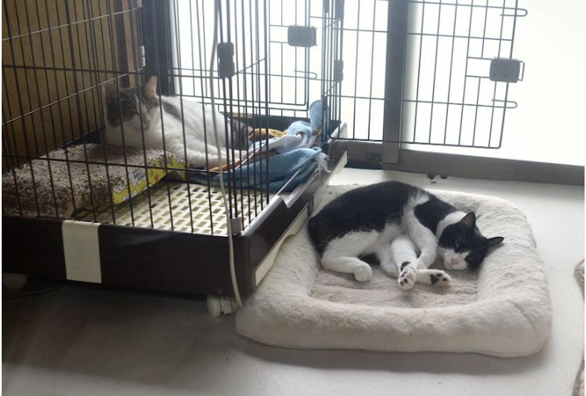 pet-image-6