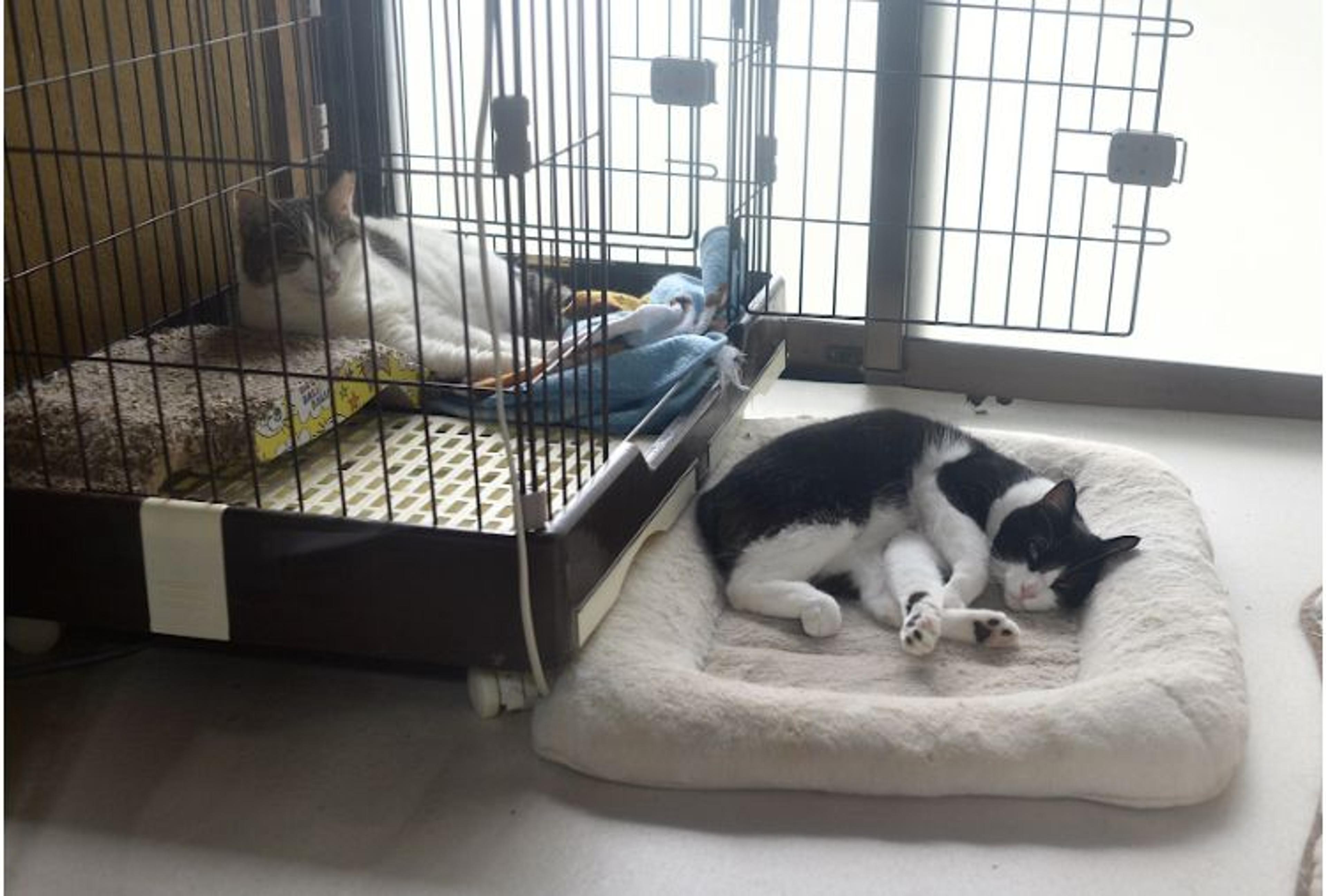 pet-image-6