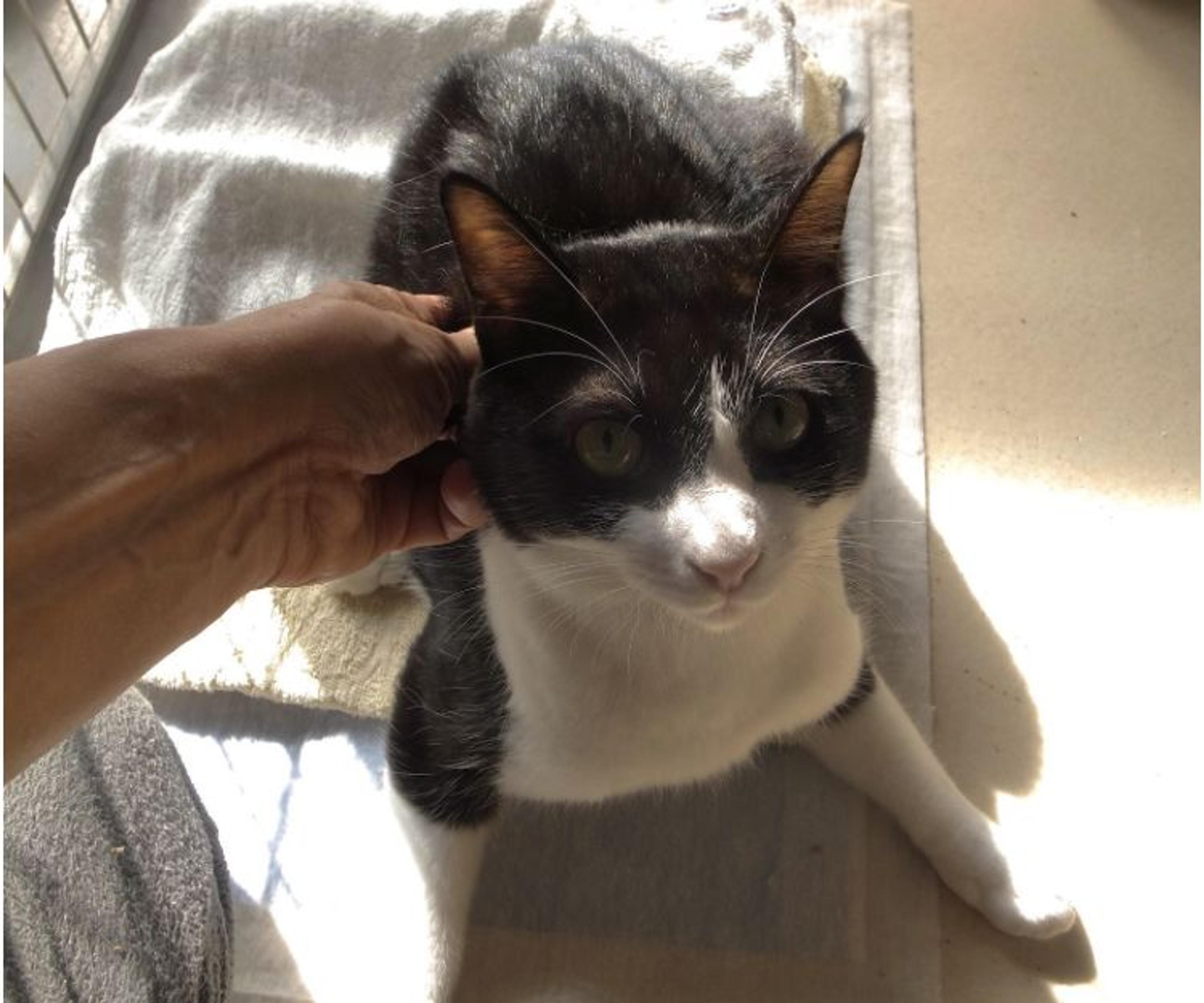 pet-image-7