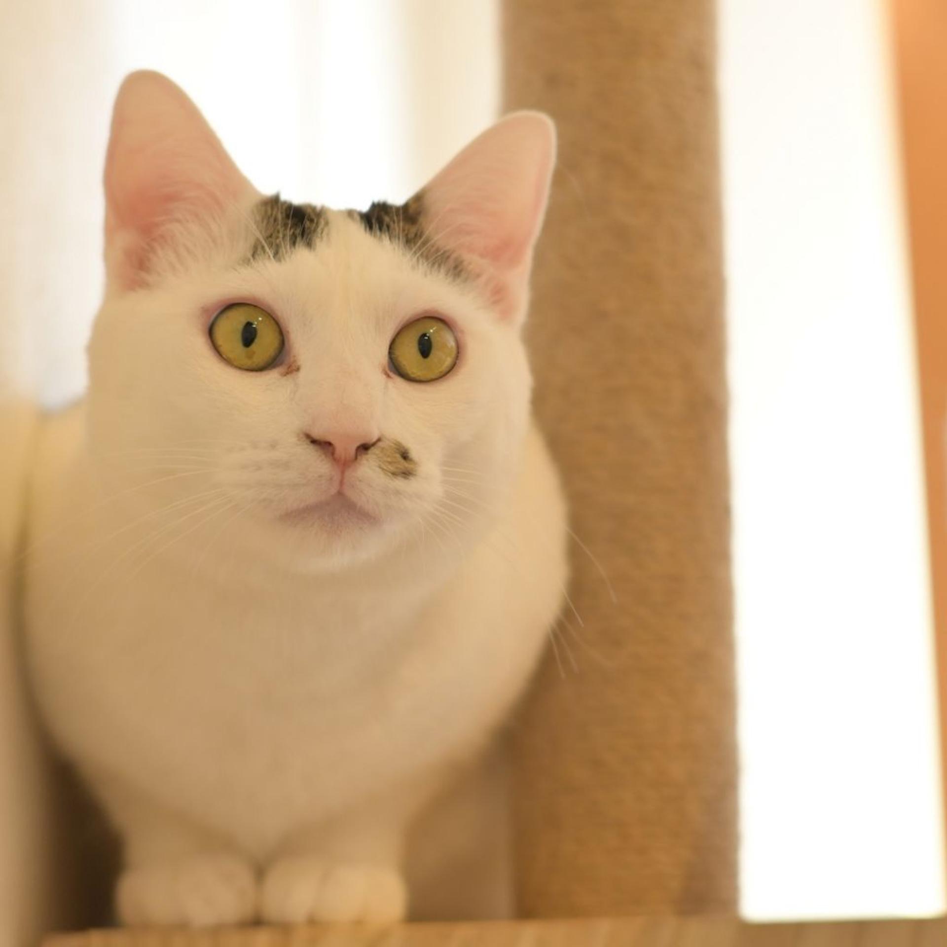 pet-image-2