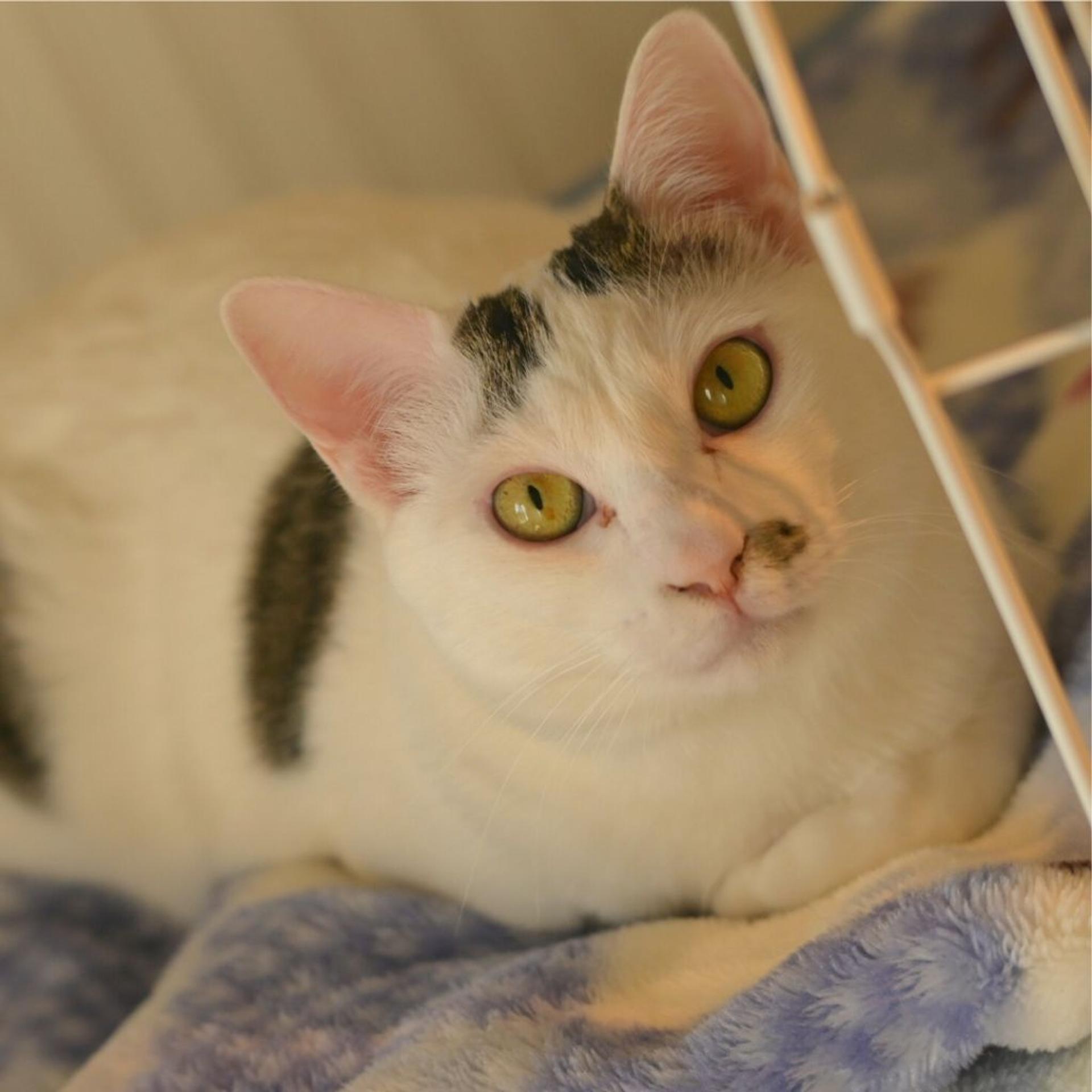 pet-image-3
