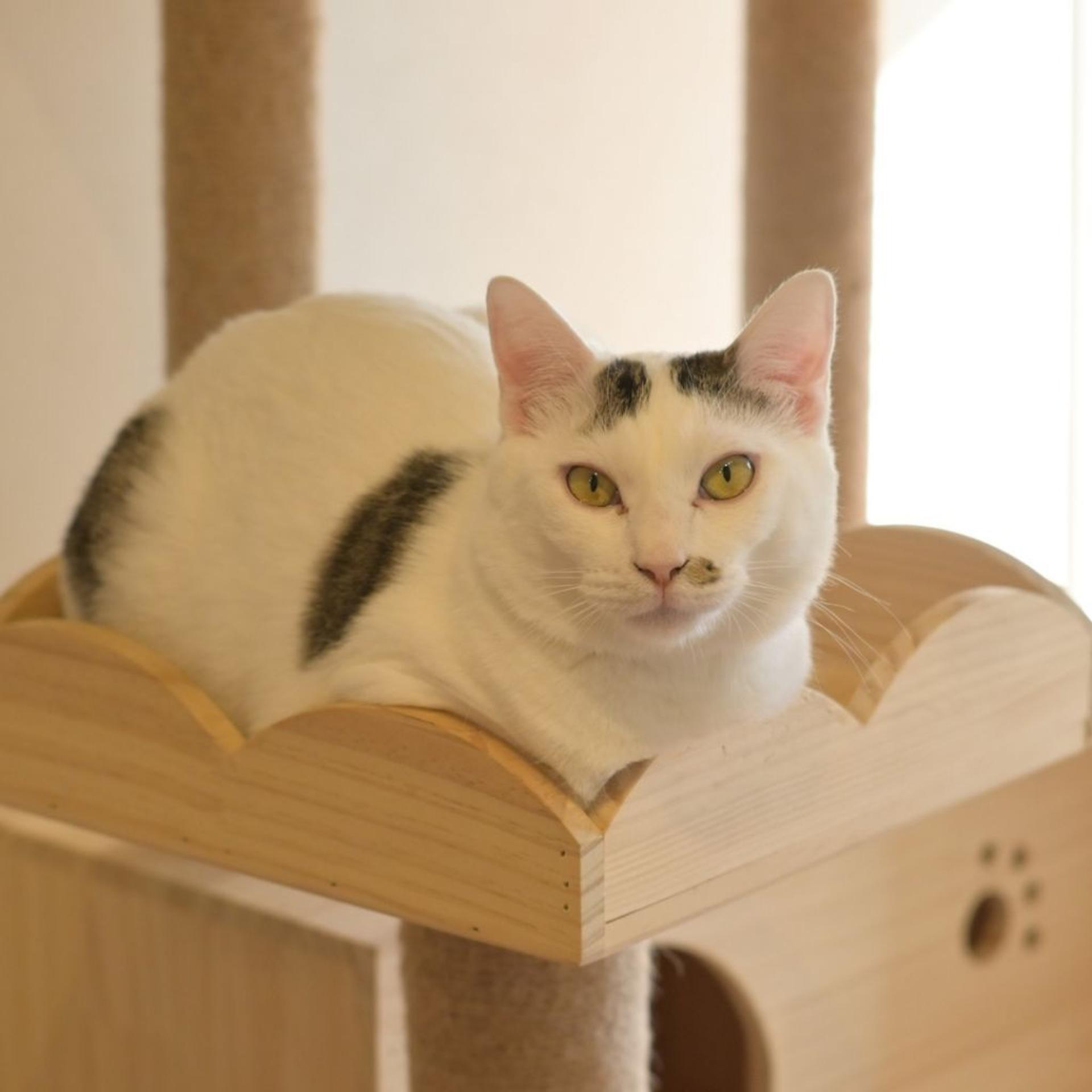 pet-image-4