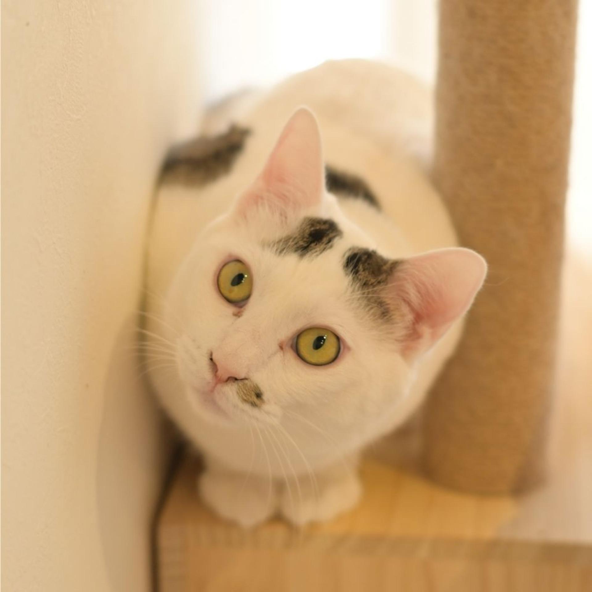 pet-image-7