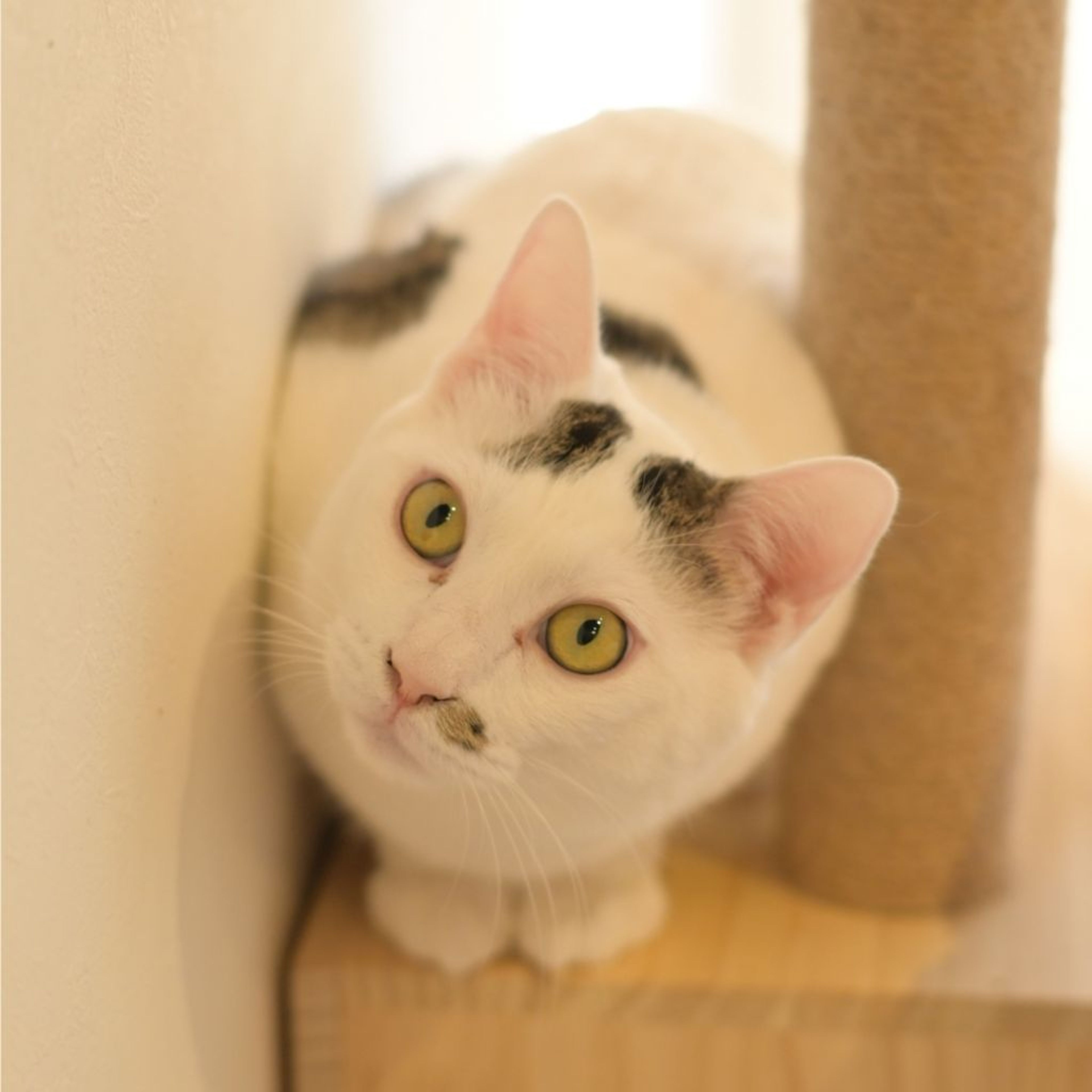 pet-image-7
