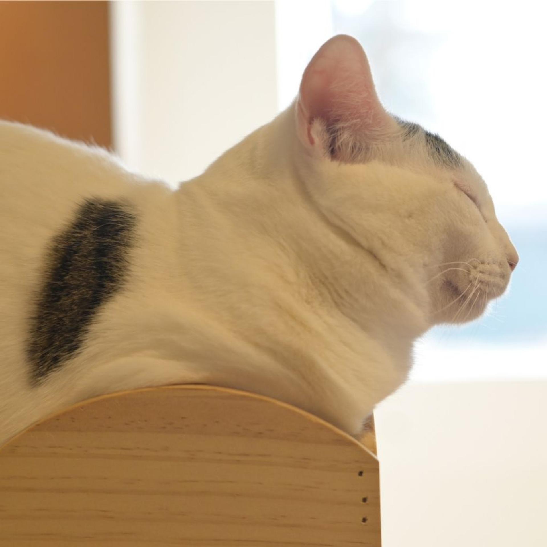 pet-image-10