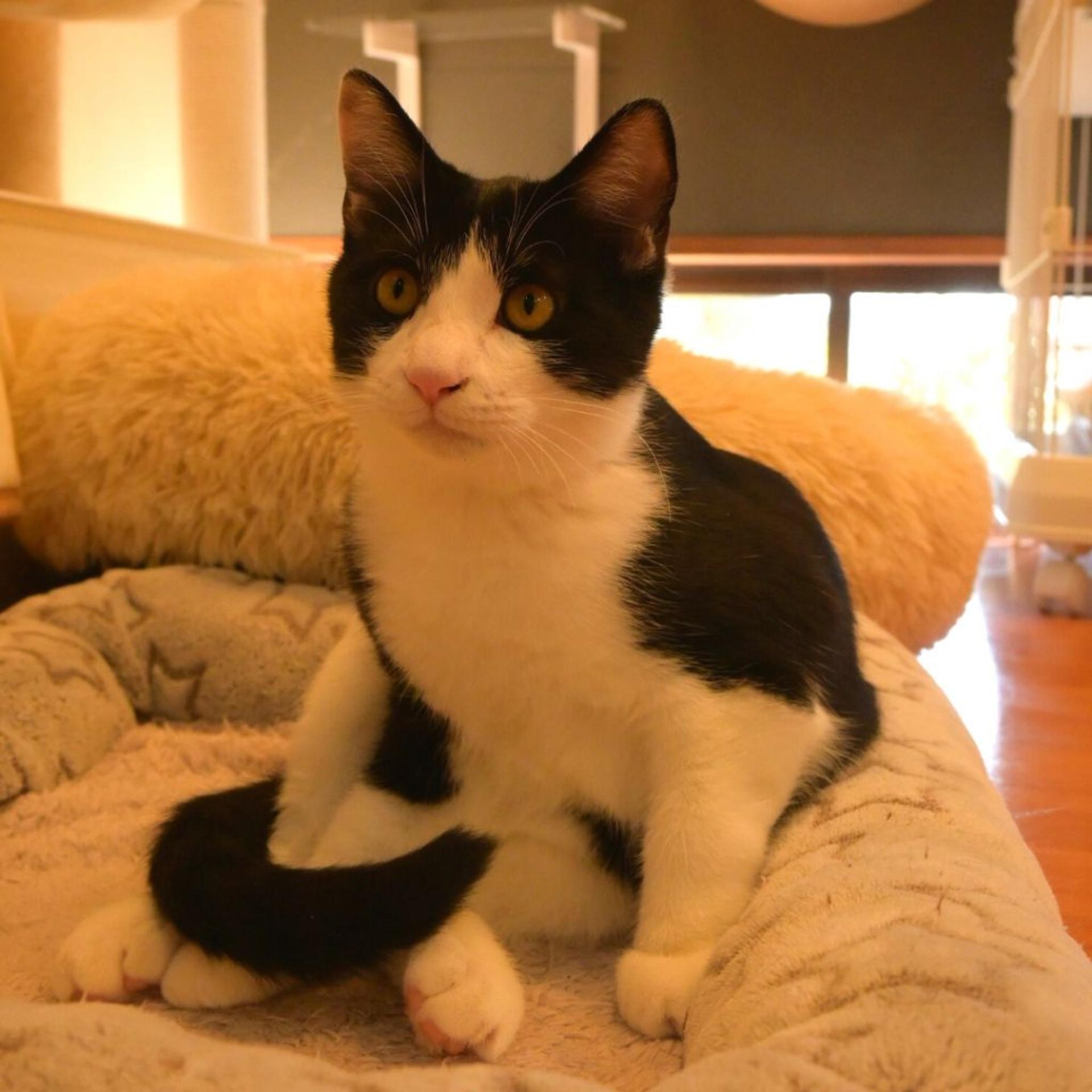 pet-image-3