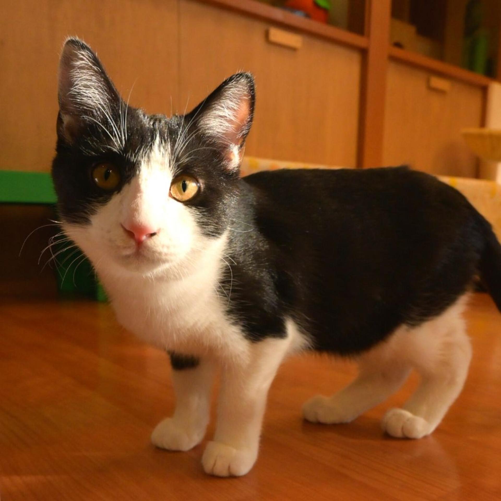 pet-image-7