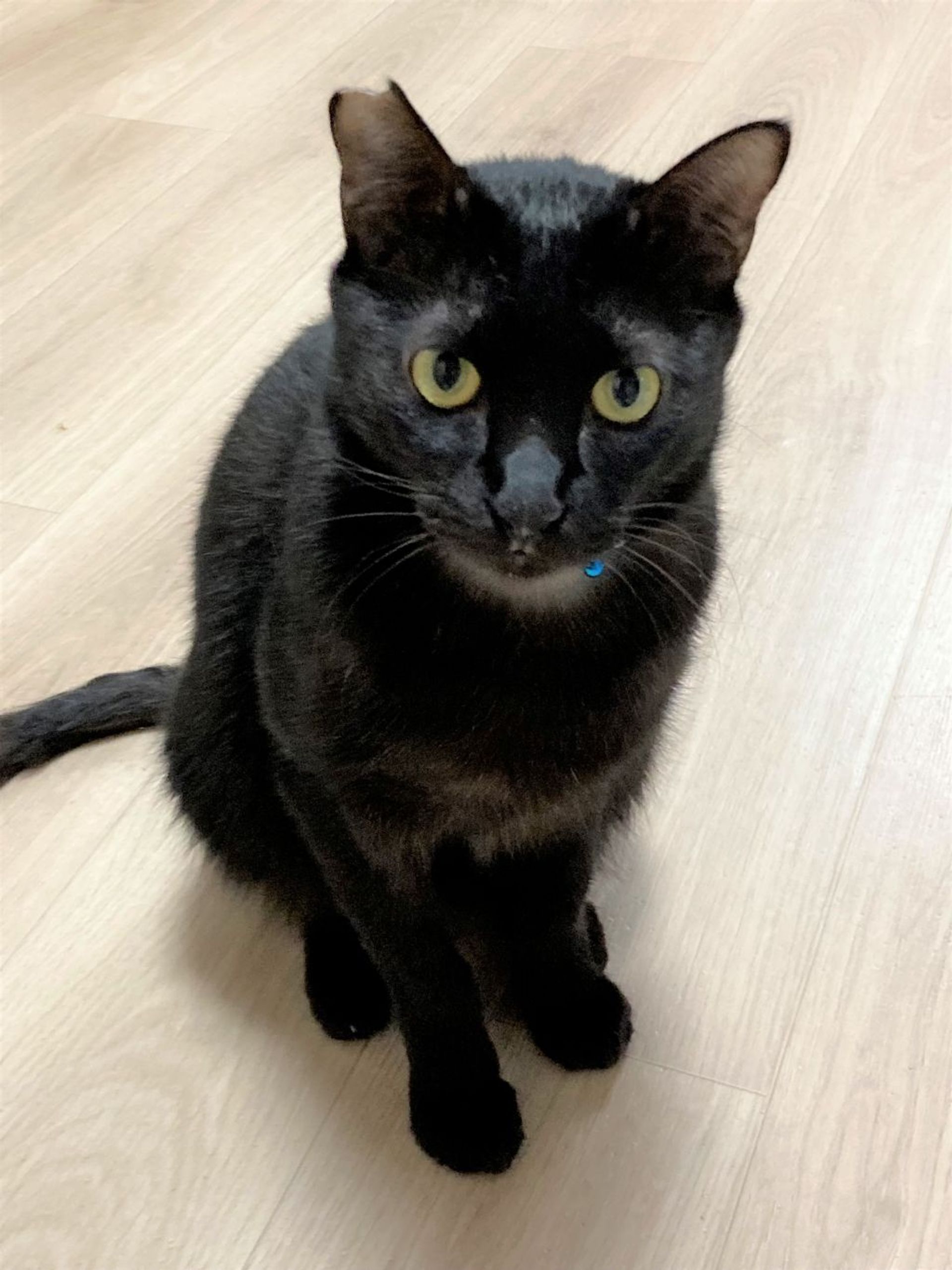 雑種（ミックス猫）・オスの里親募集の写真