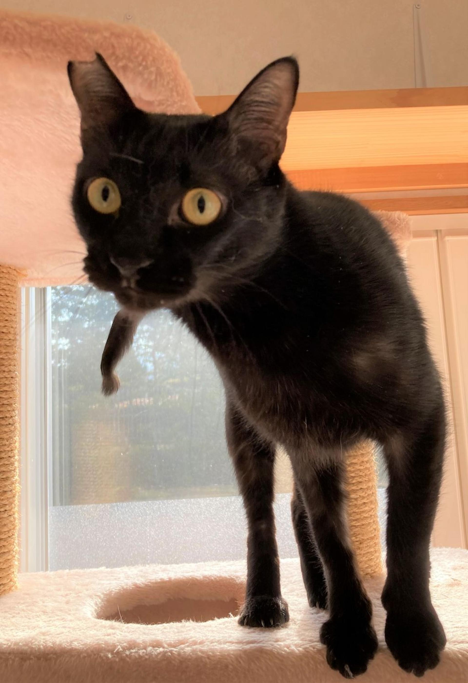 pet-image-3