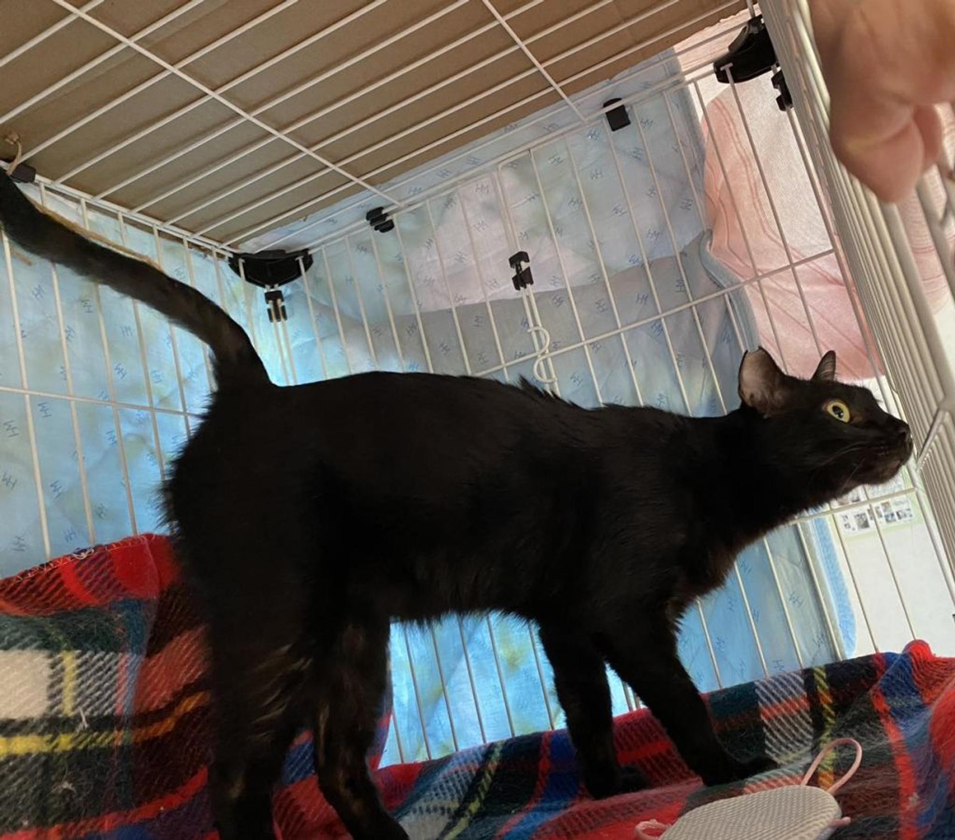 pet-image-4