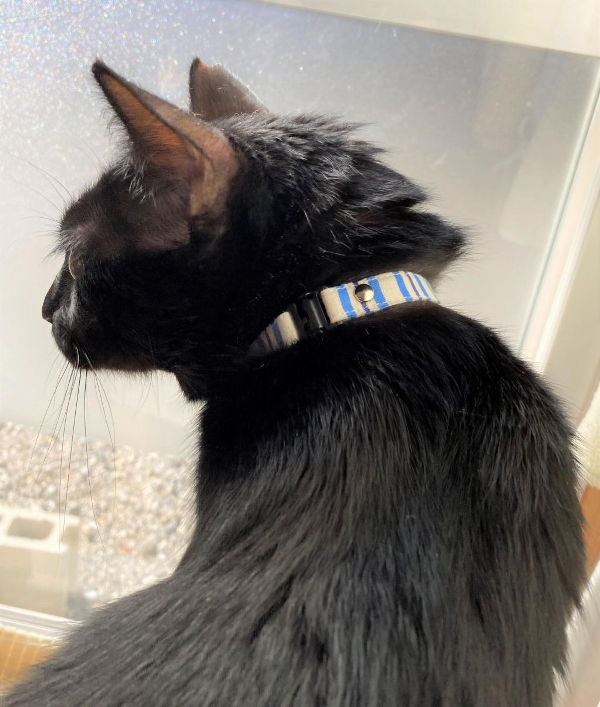 pet-image-6