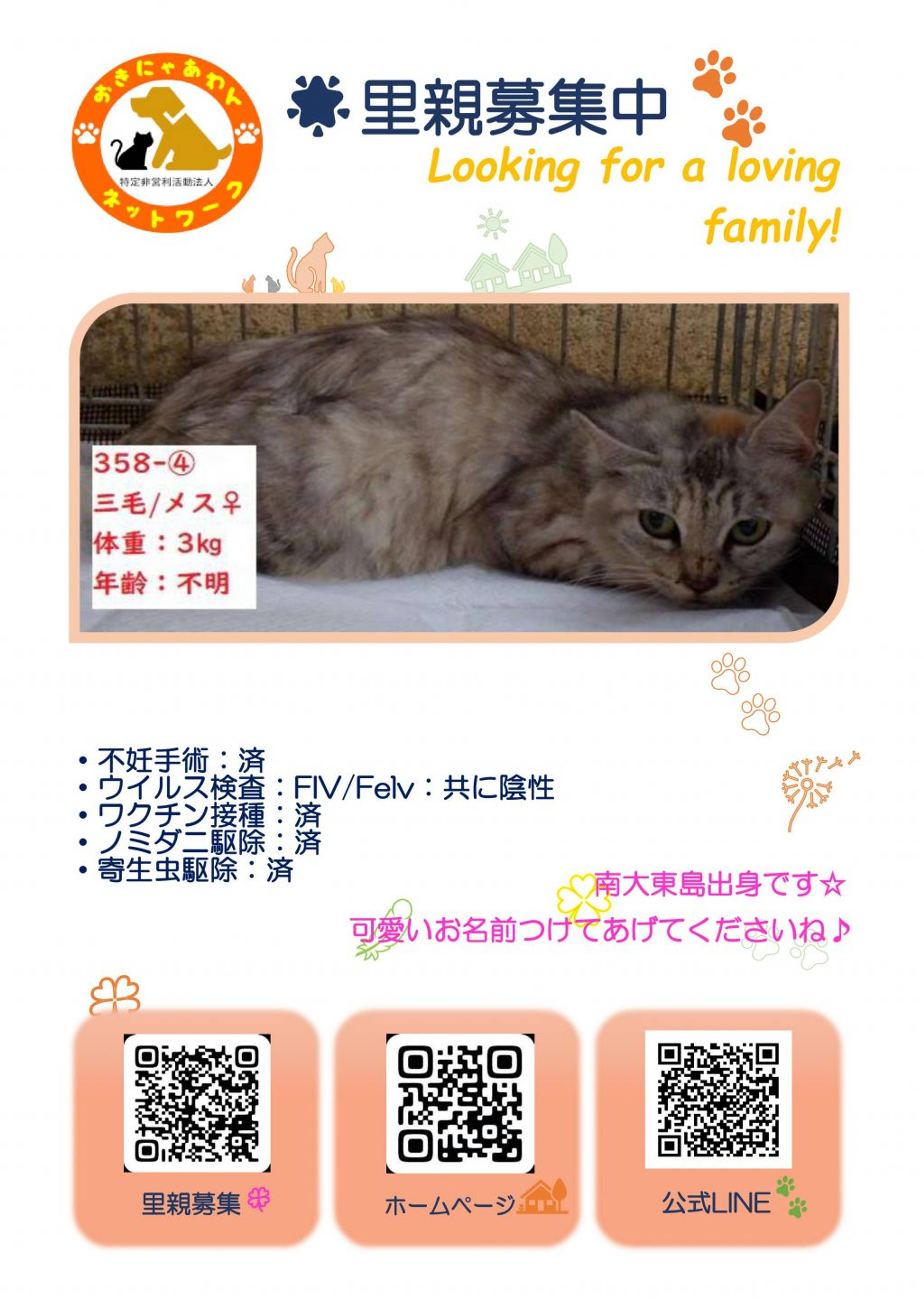 雑種（ミックス猫）・メスの里親募集の写真