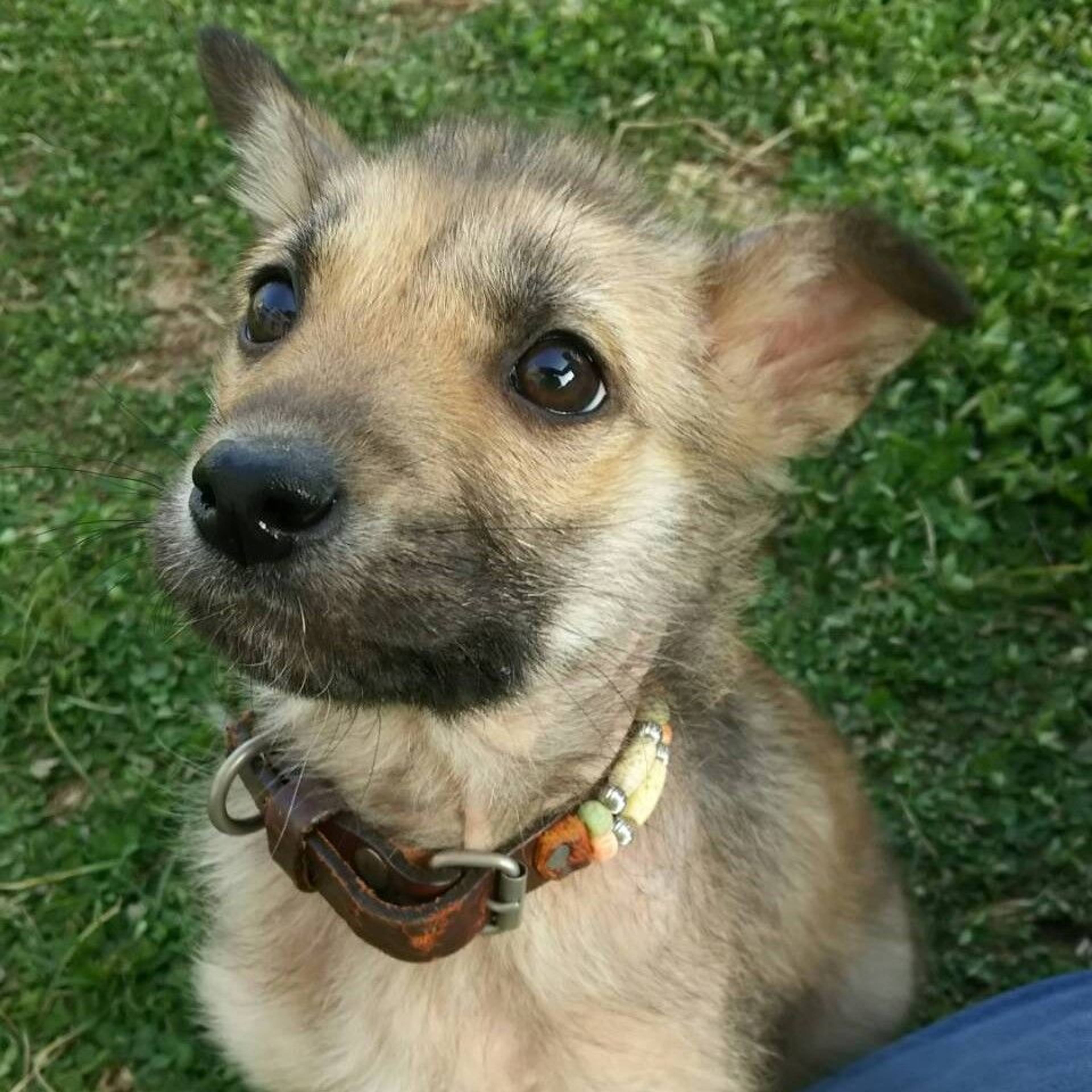 雑種（ミックス犬）・オスの里親募集の写真