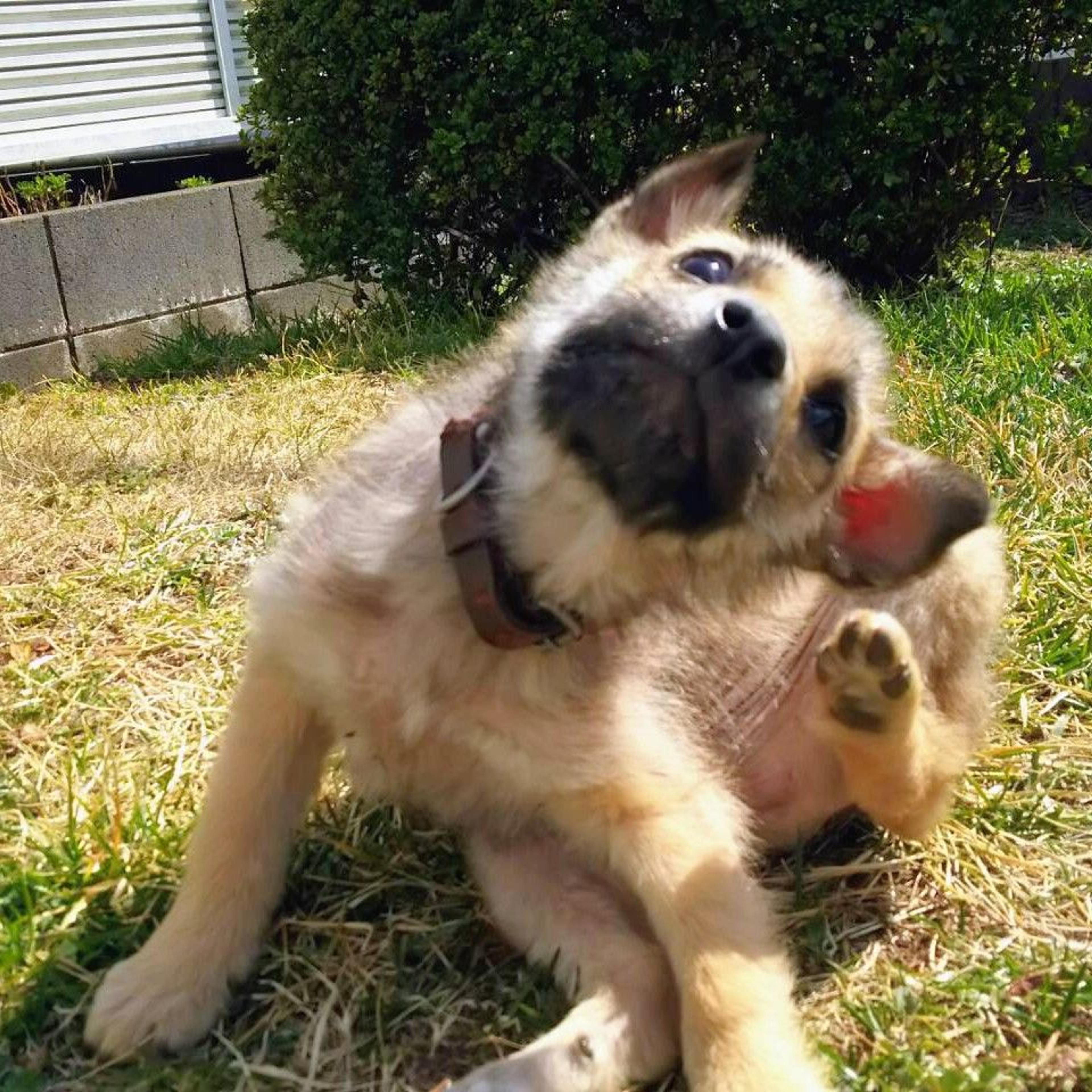 pet-image-3