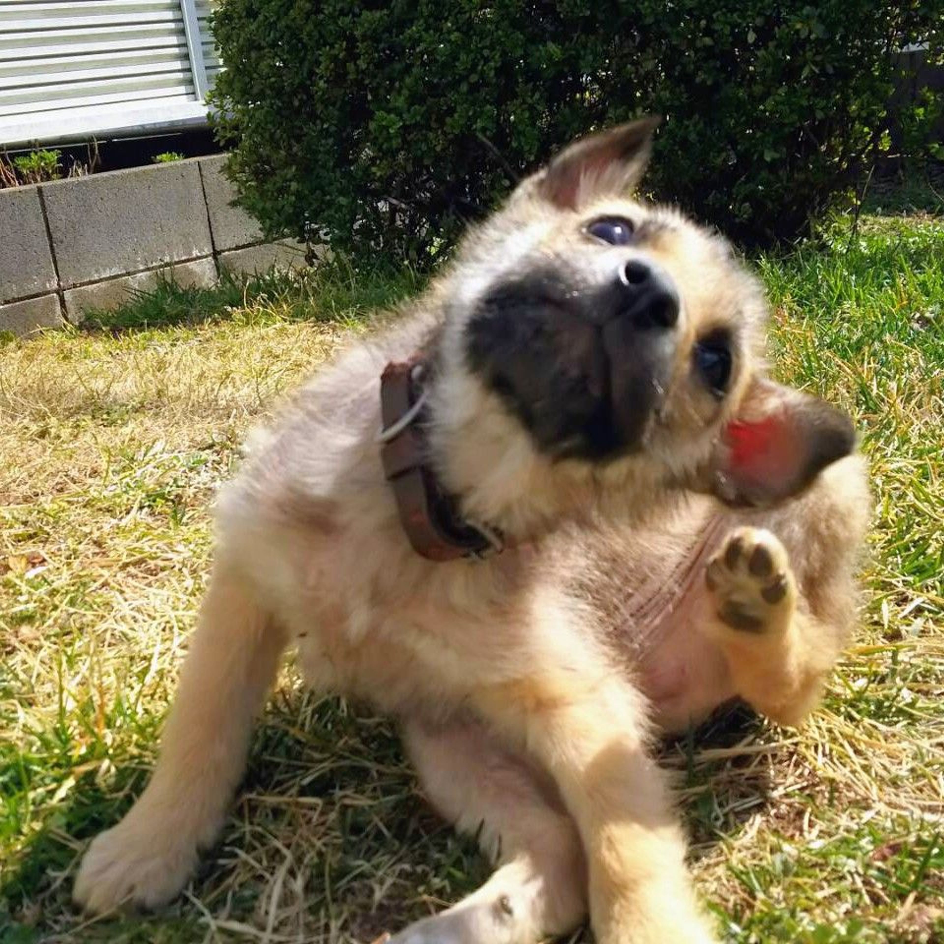 pet-image-3