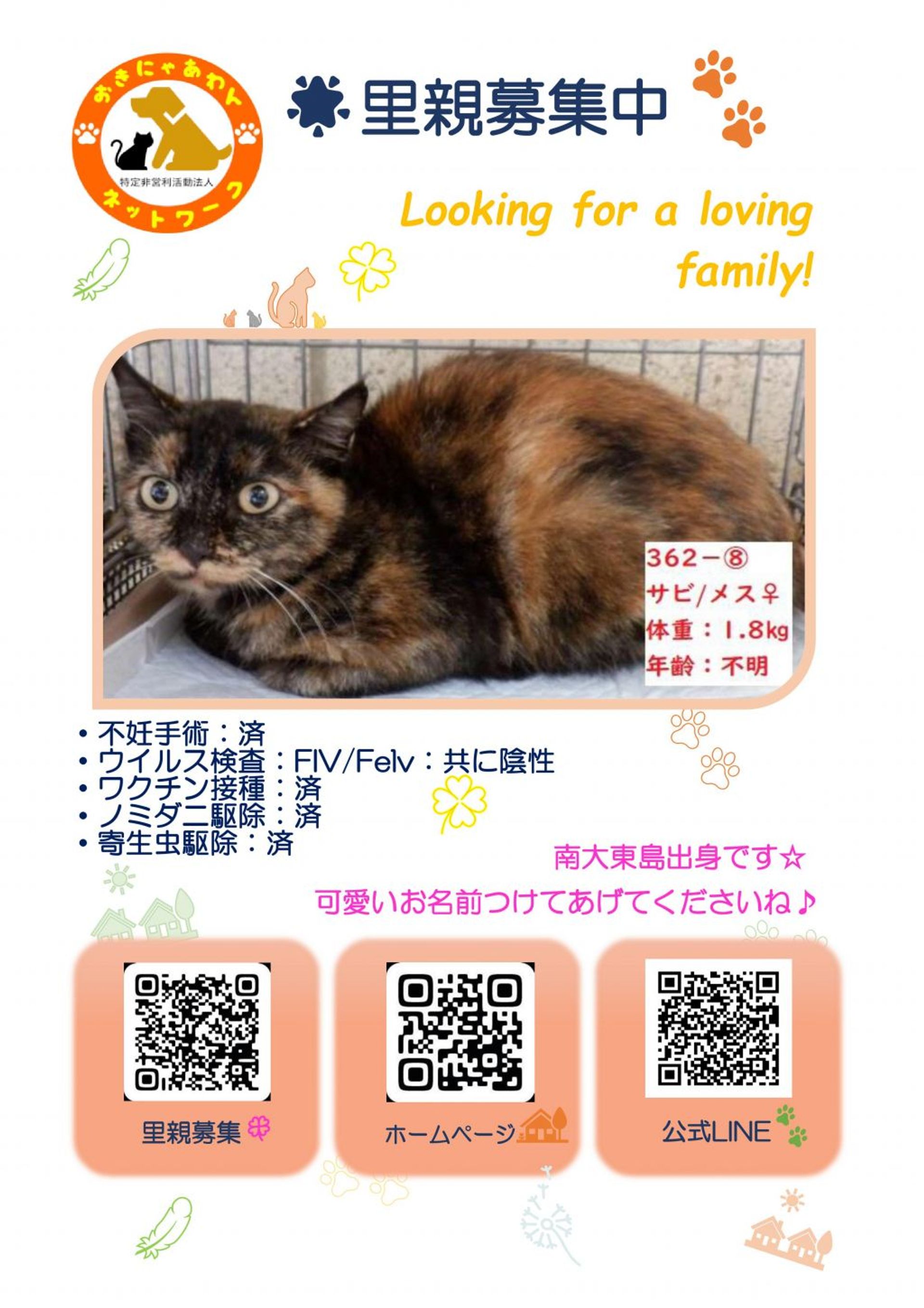 雑種（ミックス猫）・メスの里親募集の写真