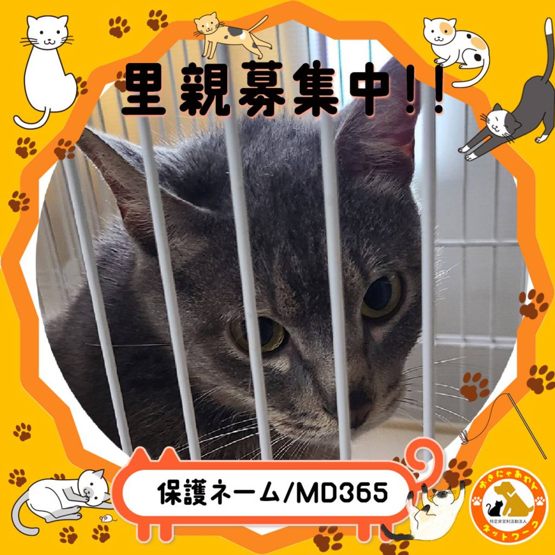 雑種（ミックス猫）・オスの里親募集の写真