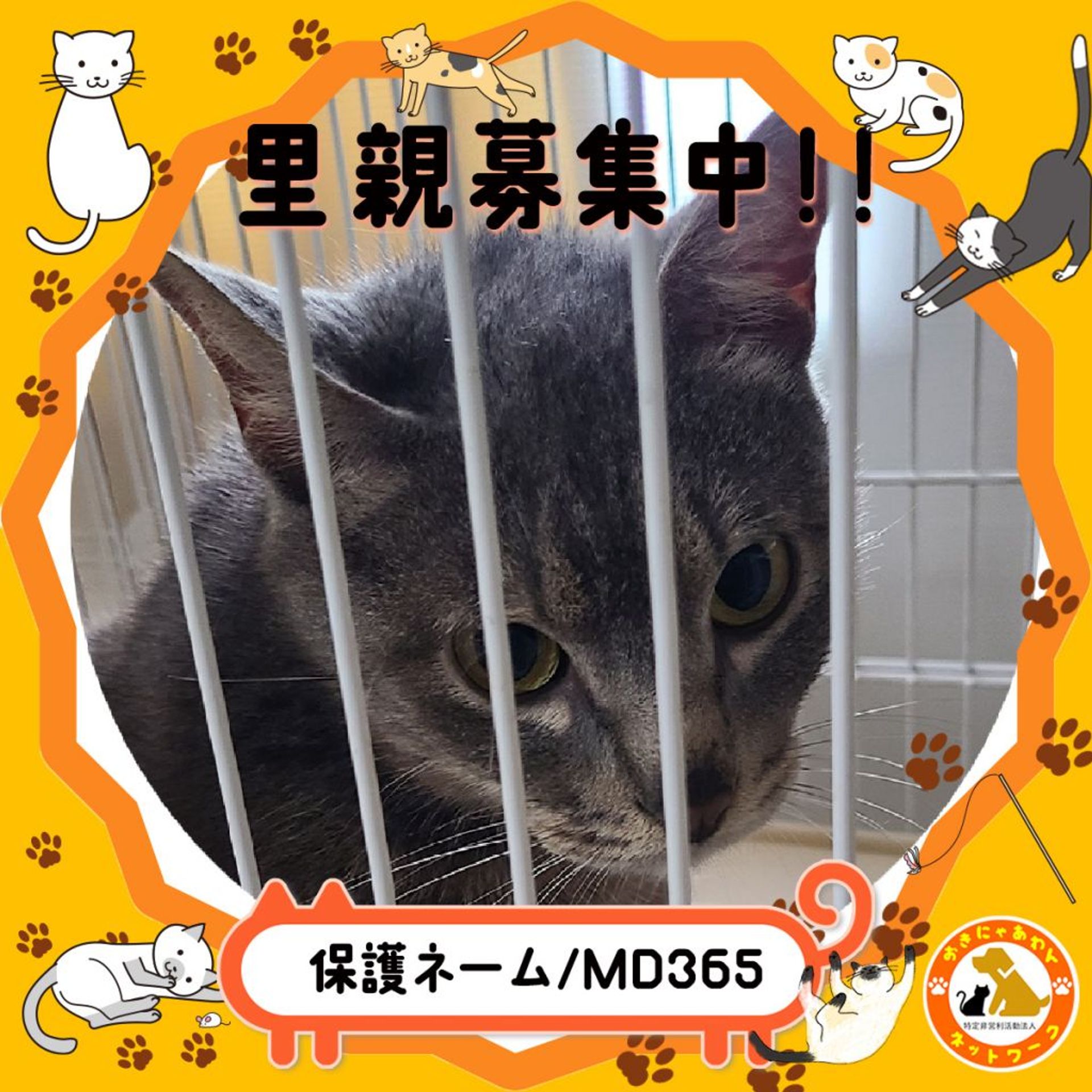 雑種（ミックス猫）・オスの里親募集の写真