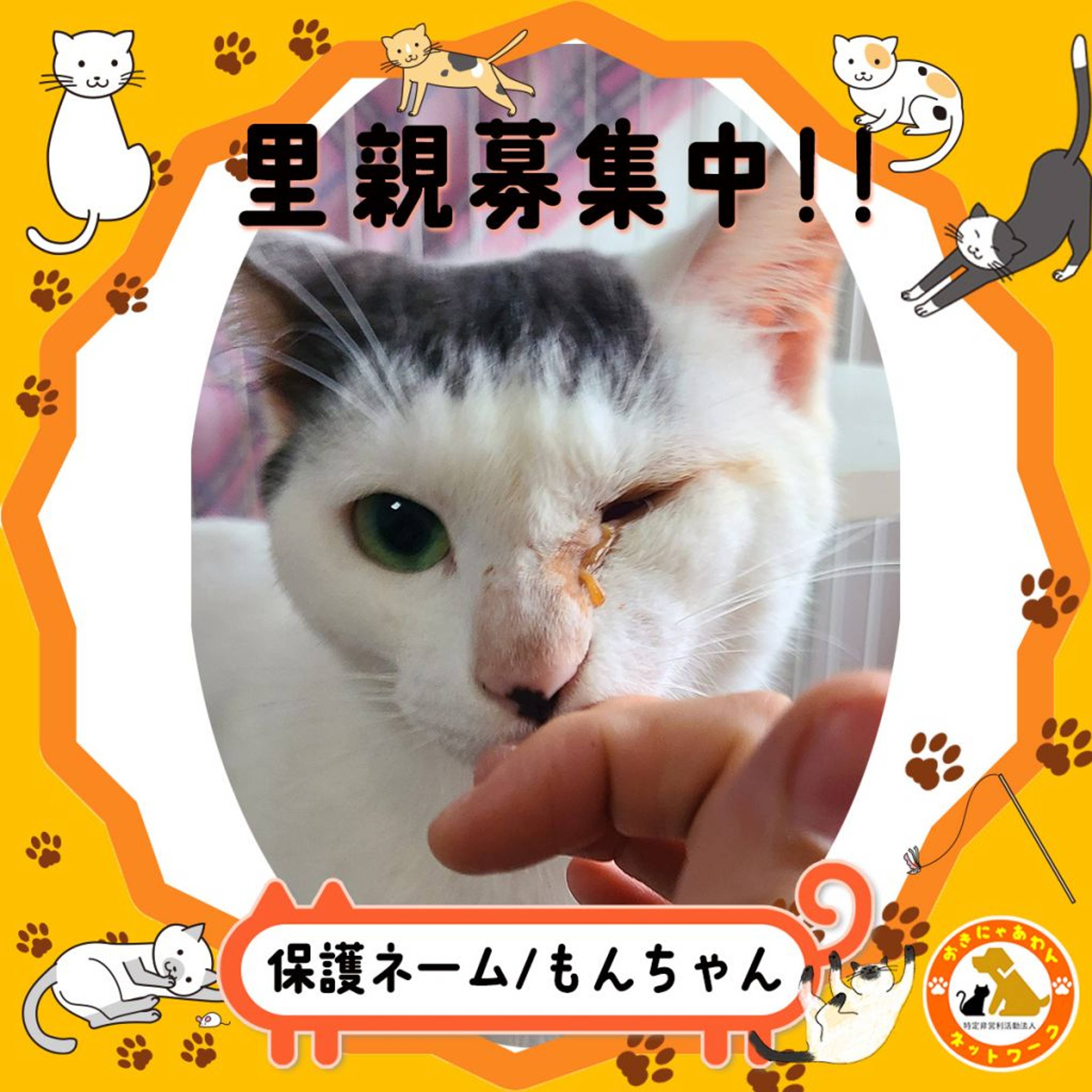 雑種（ミックス猫）・オスの里親募集の写真