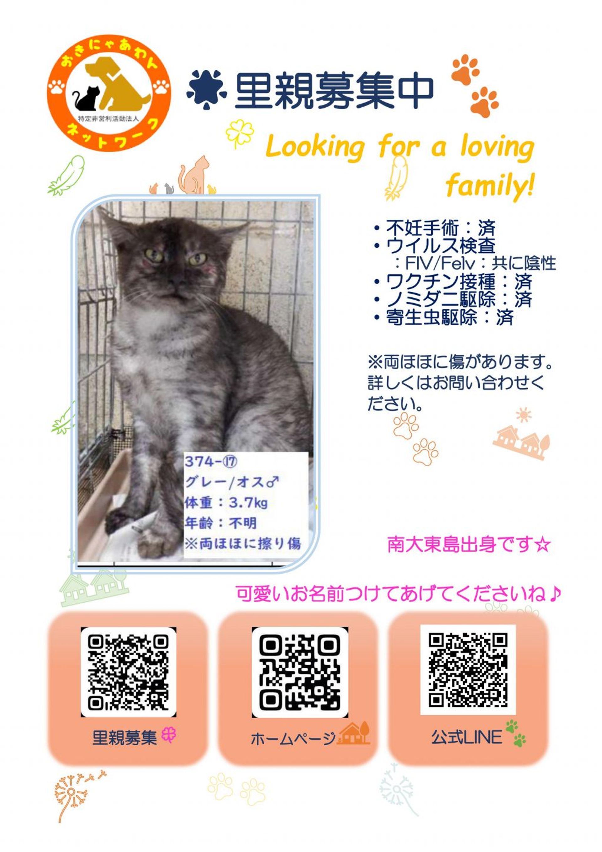 雑種（ミックス猫）・オスの里親募集の写真