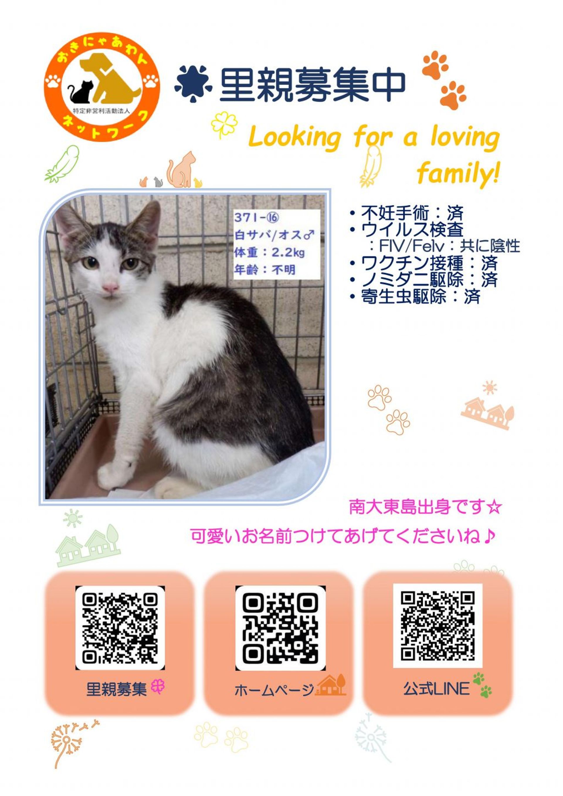 雑種（ミックス猫）・オスの里親募集の写真