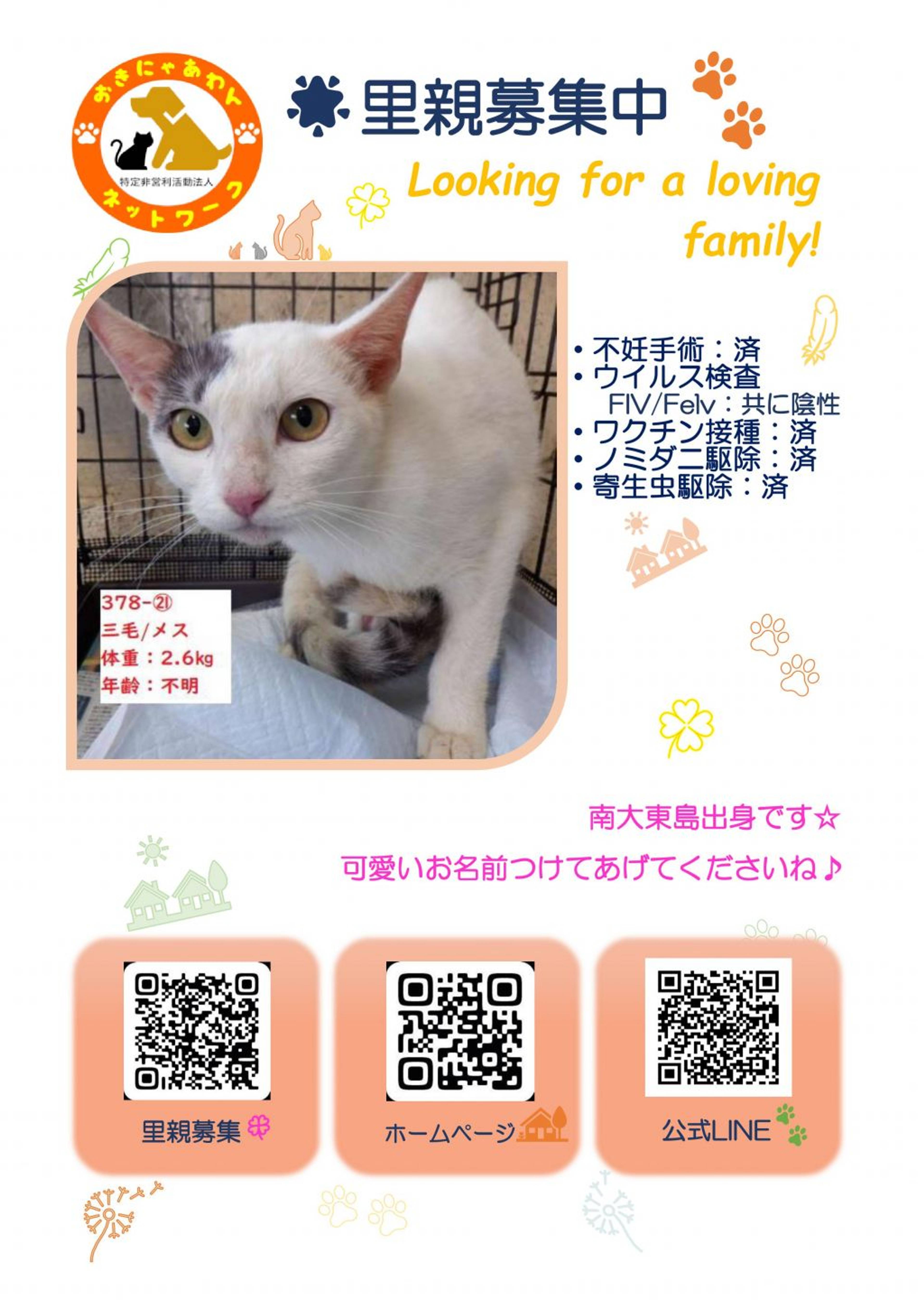 雑種（ミックス猫）・メスの里親募集の写真