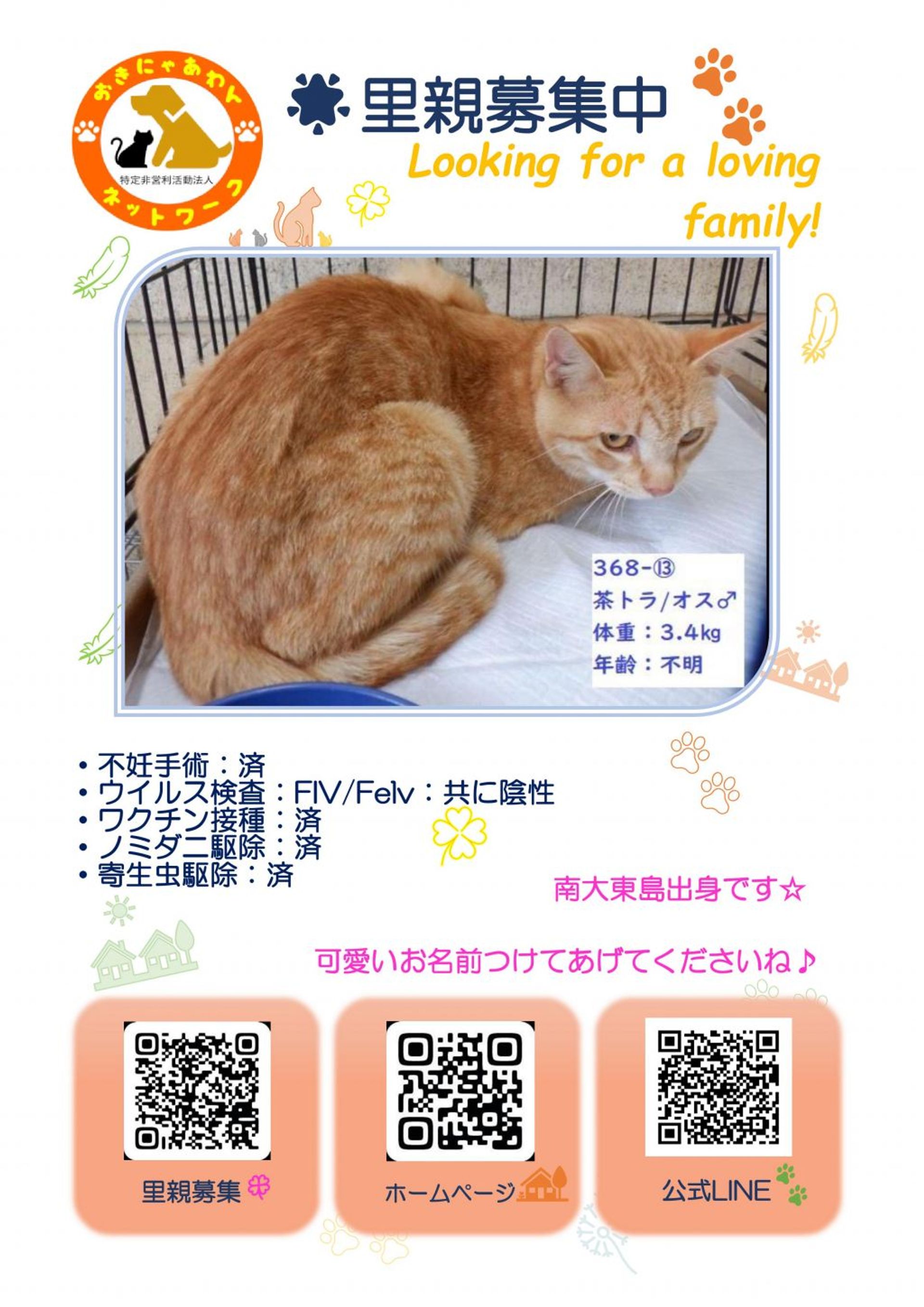 雑種（ミックス猫）・オスの里親募集の写真