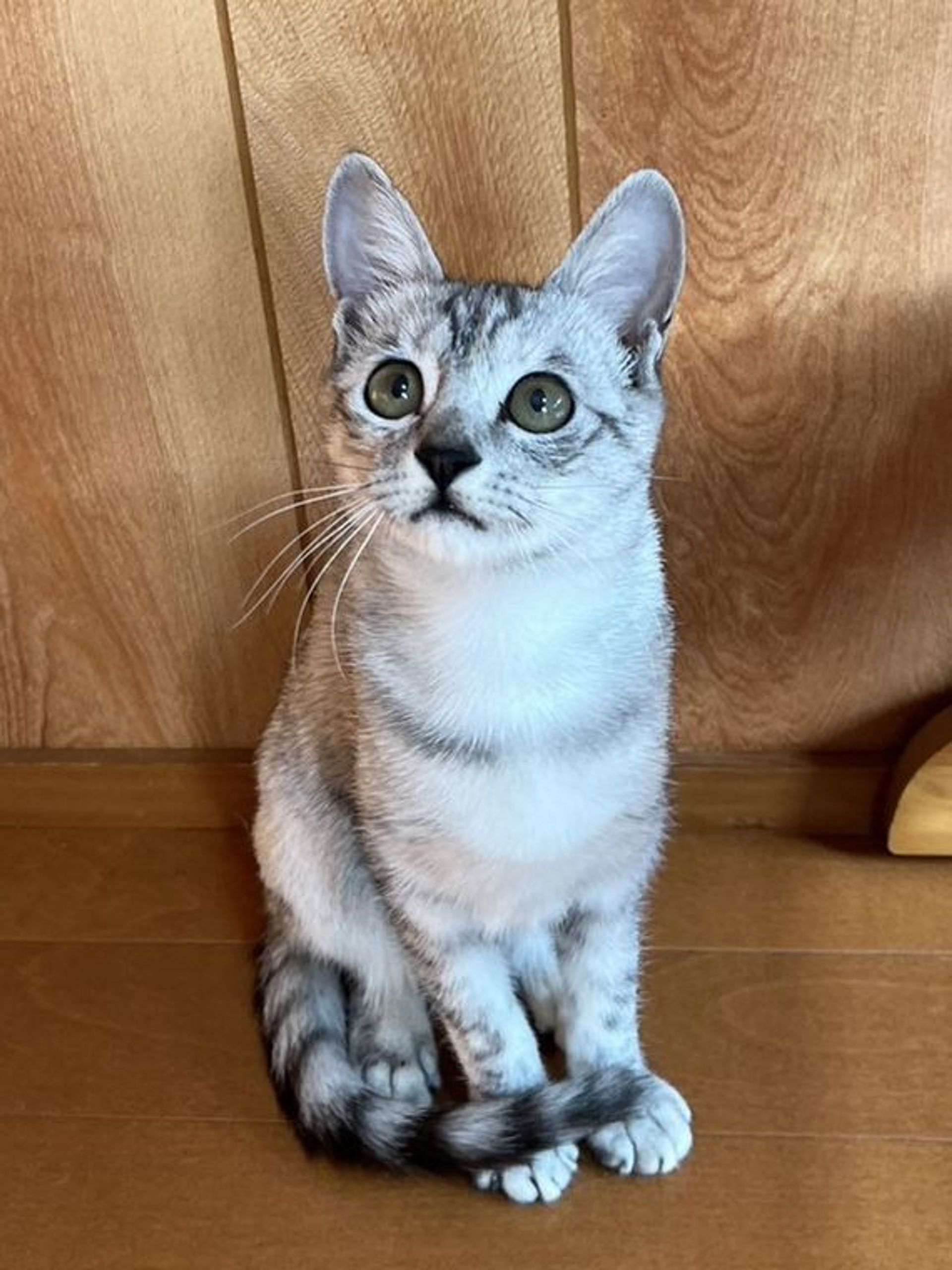 雑種（ミックス猫）・メスの里親募集の写真