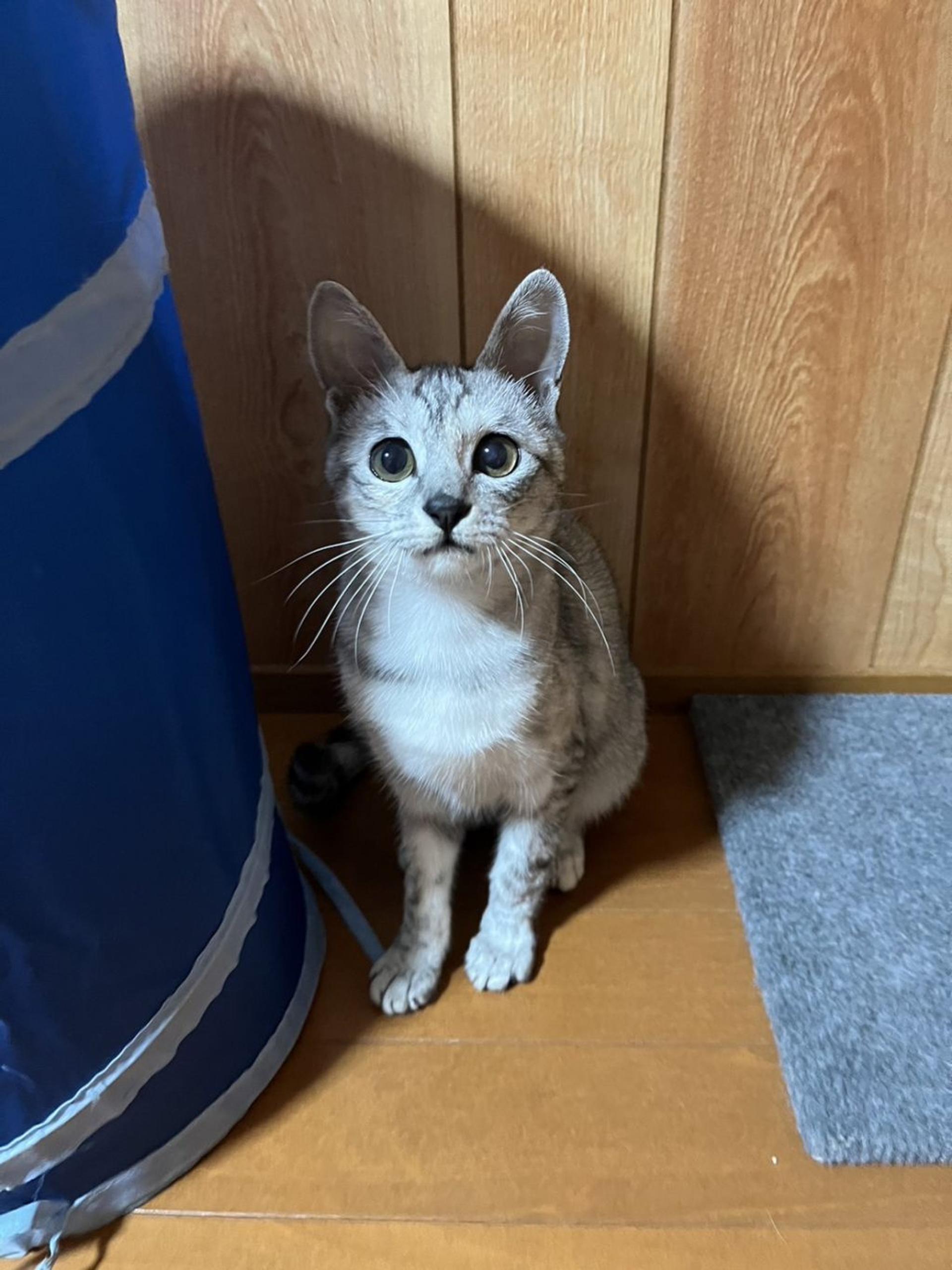 pet-image-2
