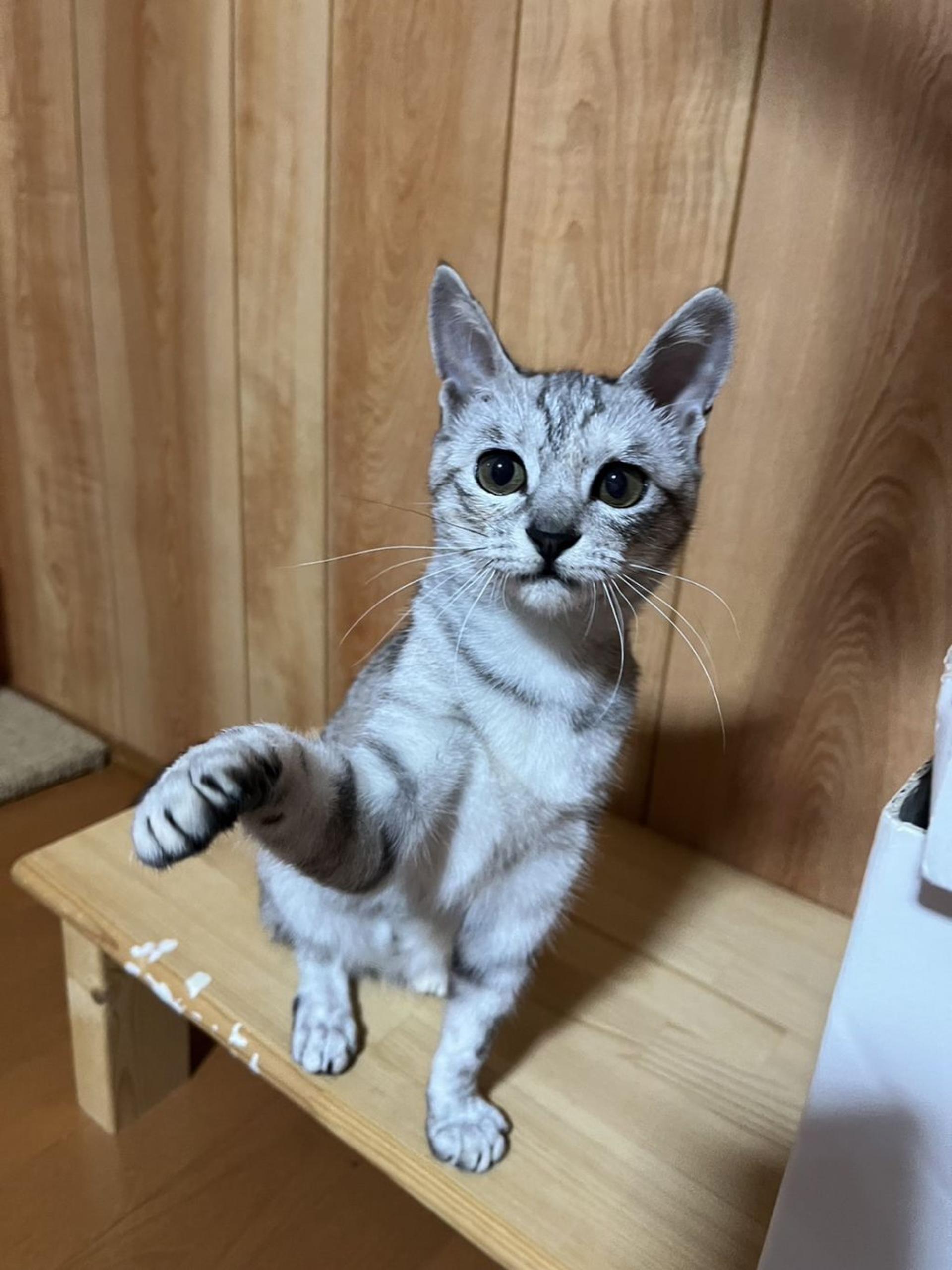 pet-image-3