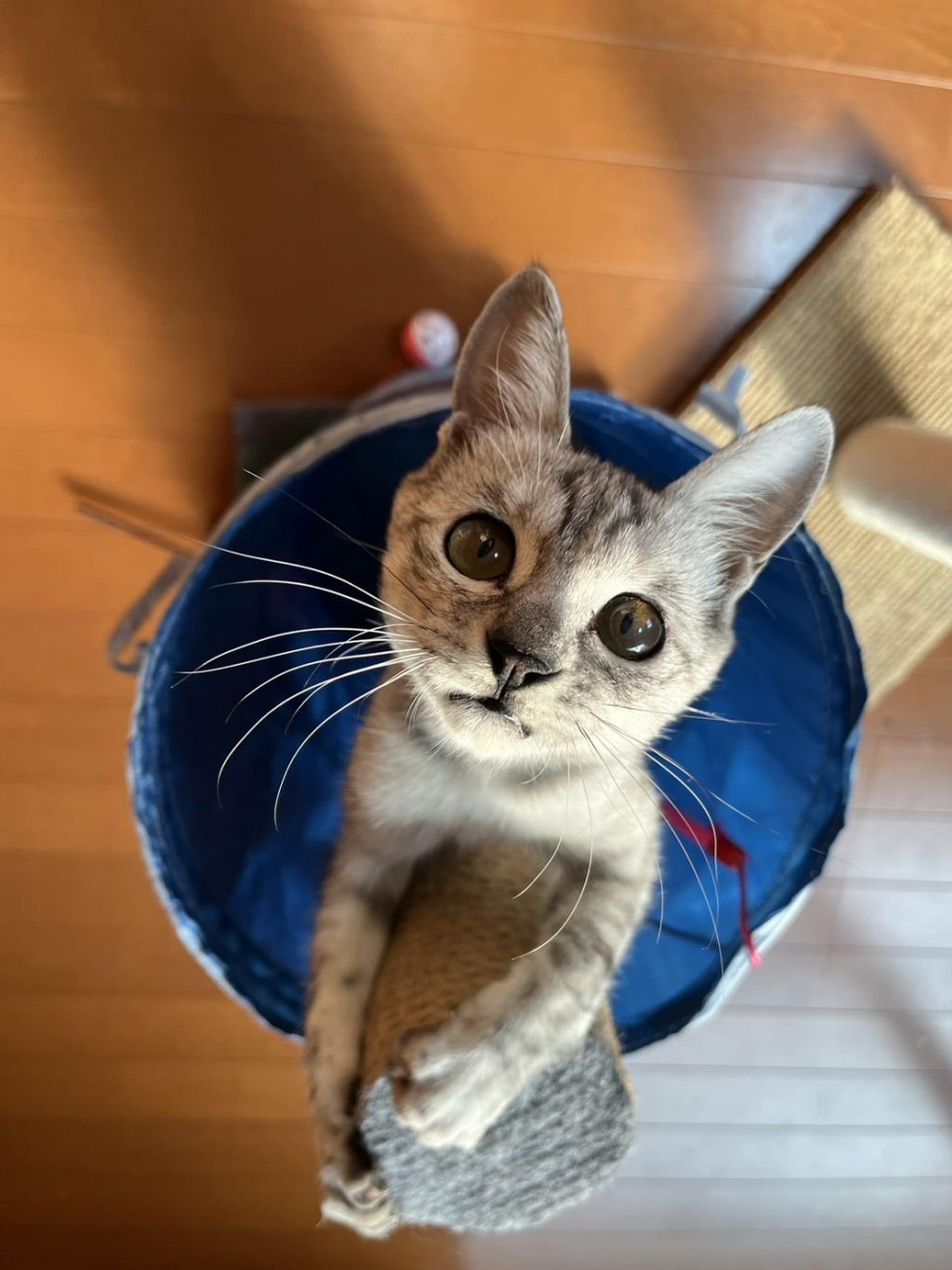 pet-image-4