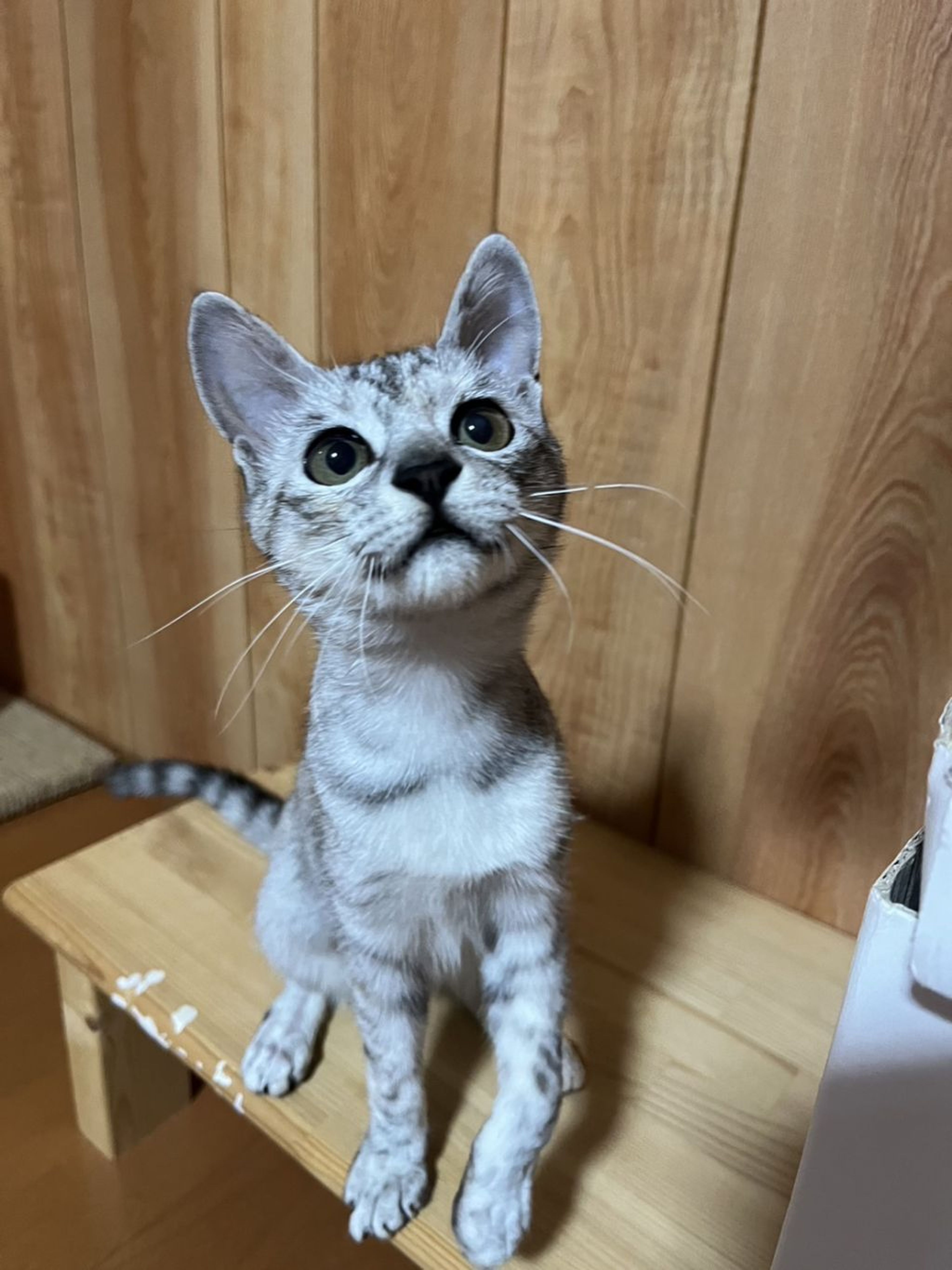 pet-image-5
