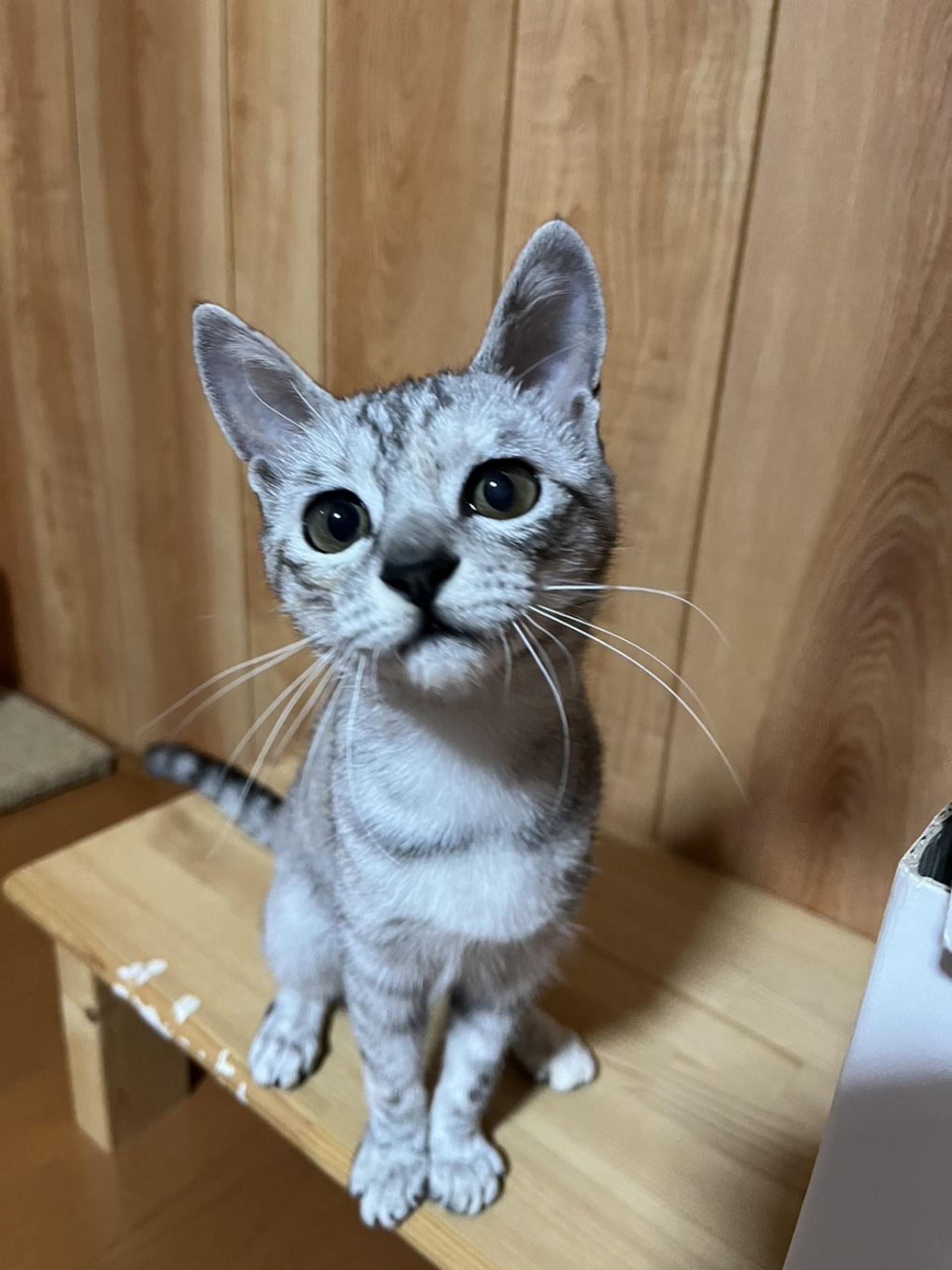 pet-image-6