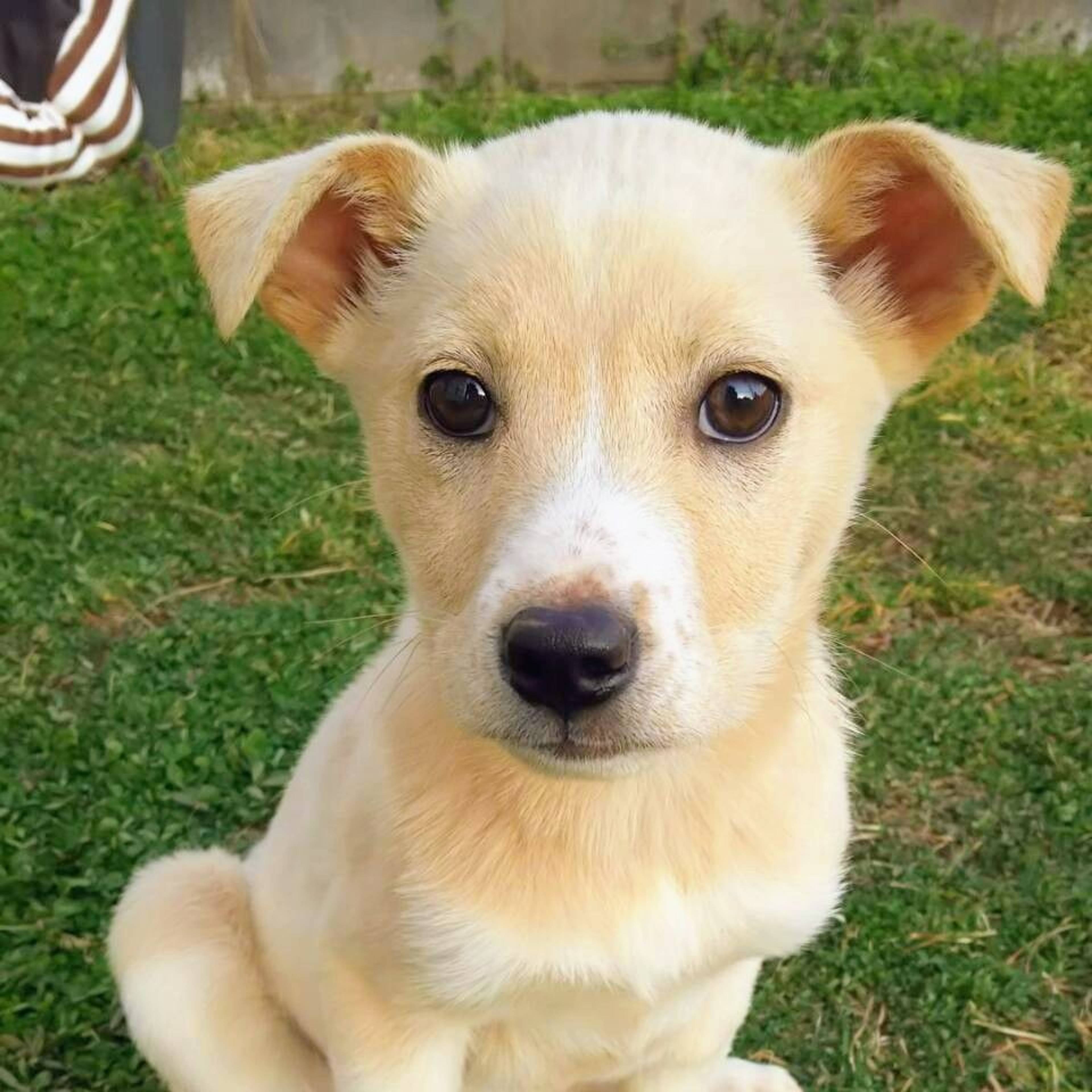 雑種（ミックス犬）・メスの里親募集の写真