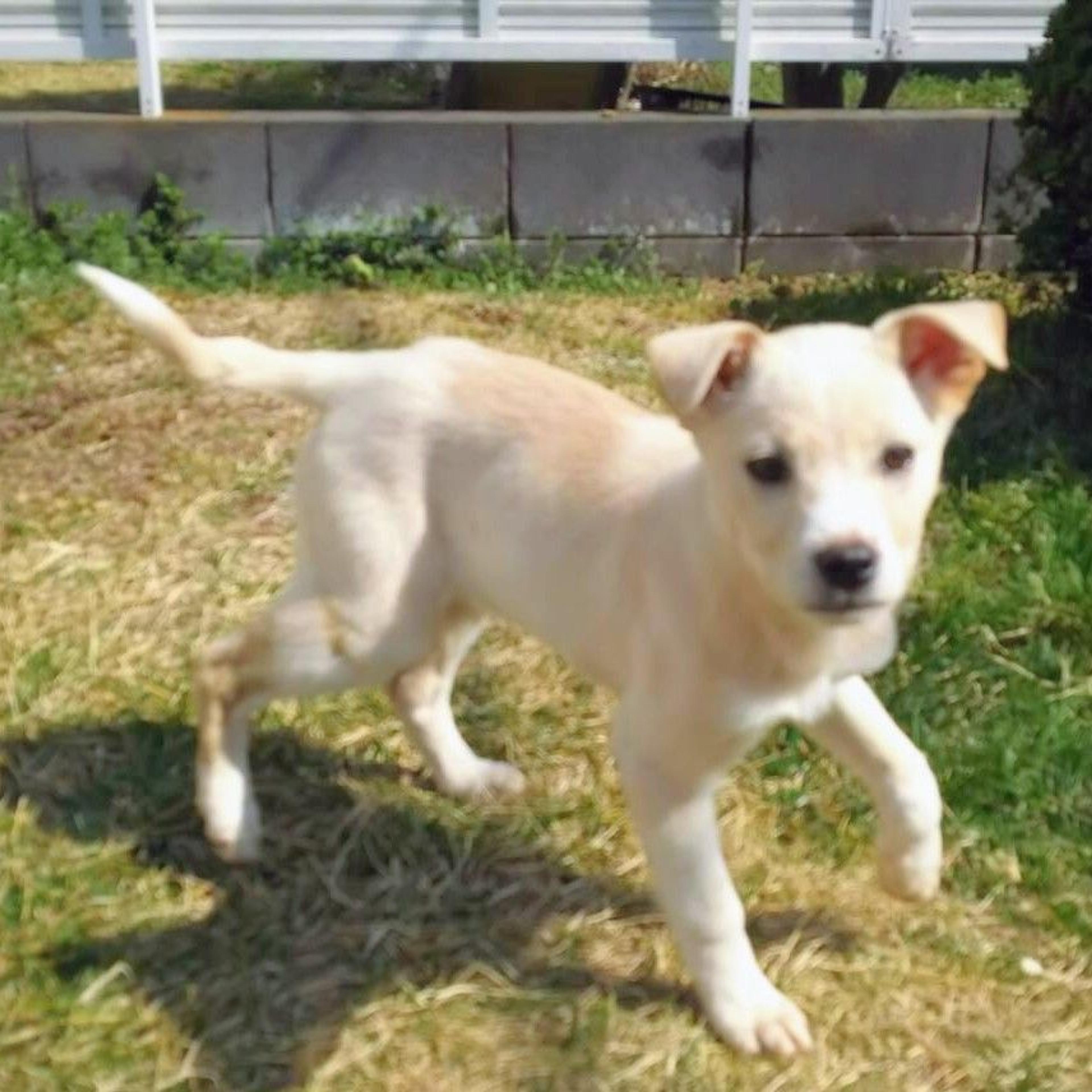 pet-image-2