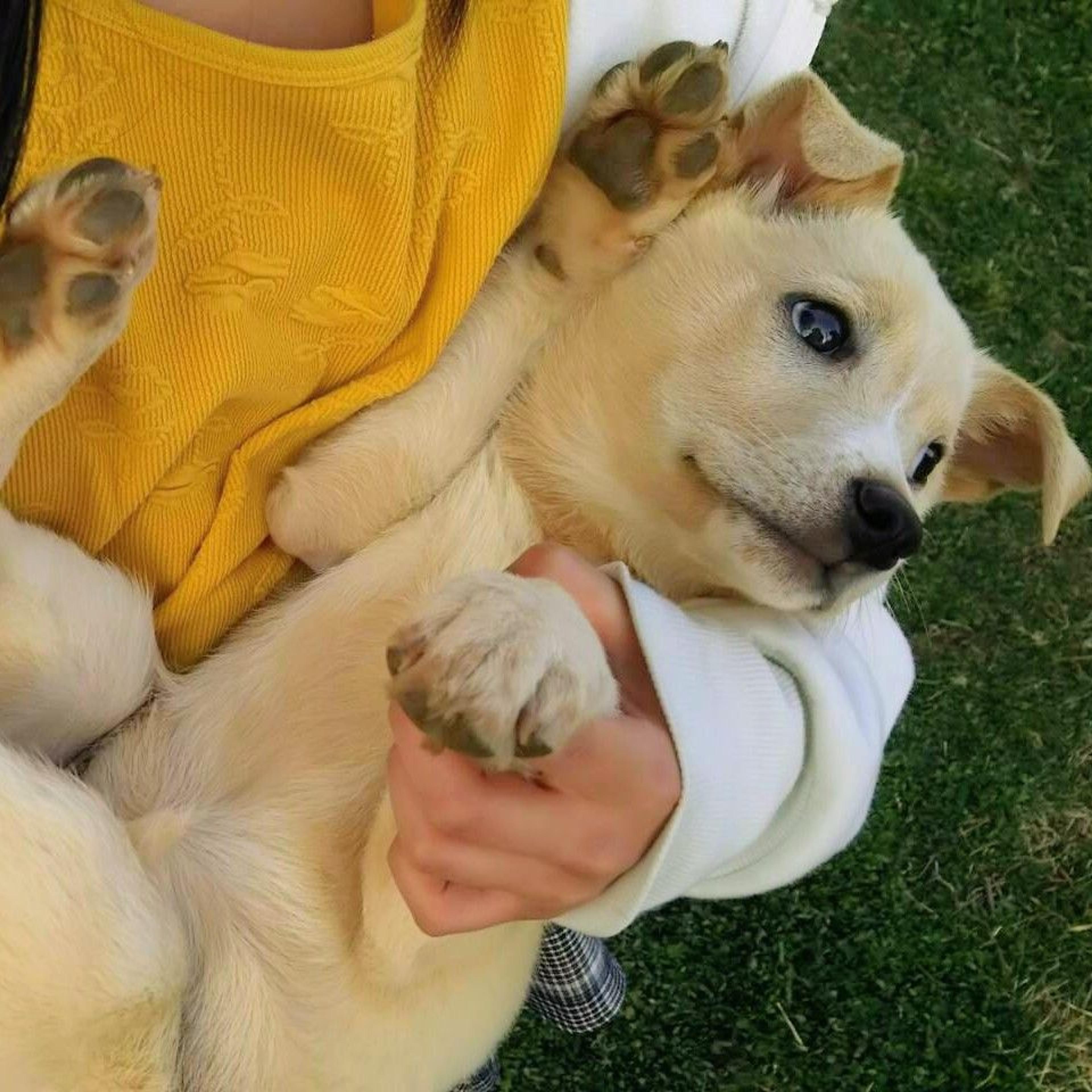 pet-image-3