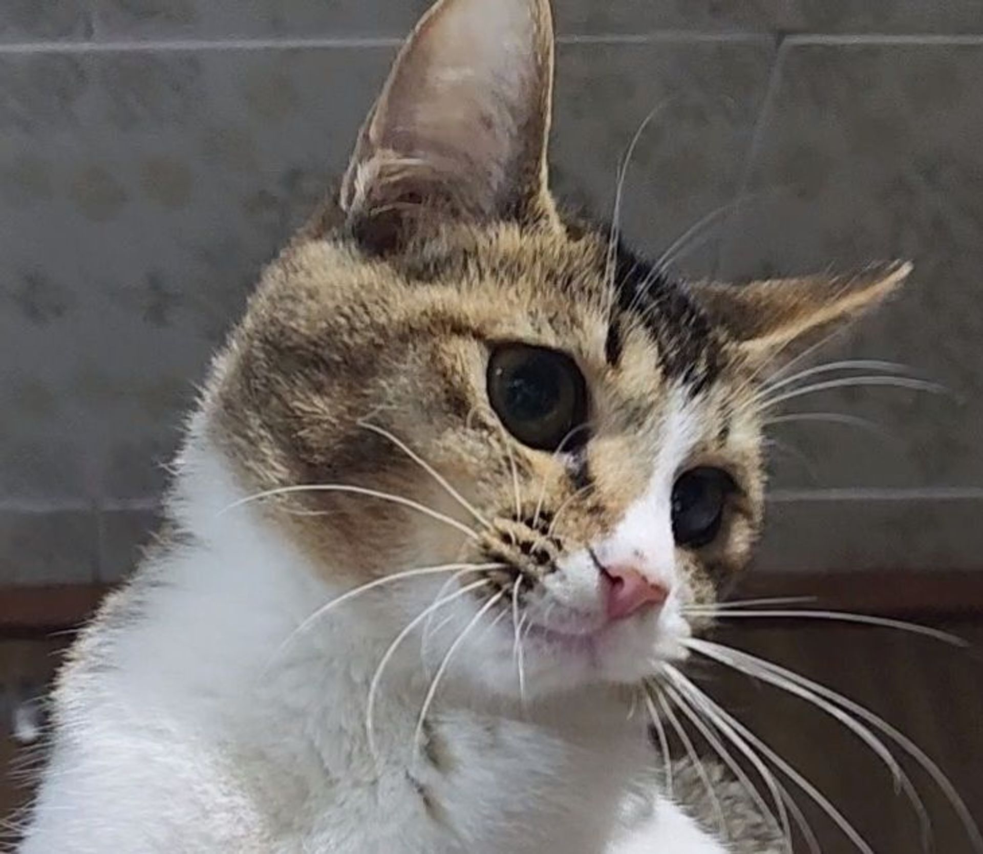 雑種（ミックス猫）・メスの里親募集の写真