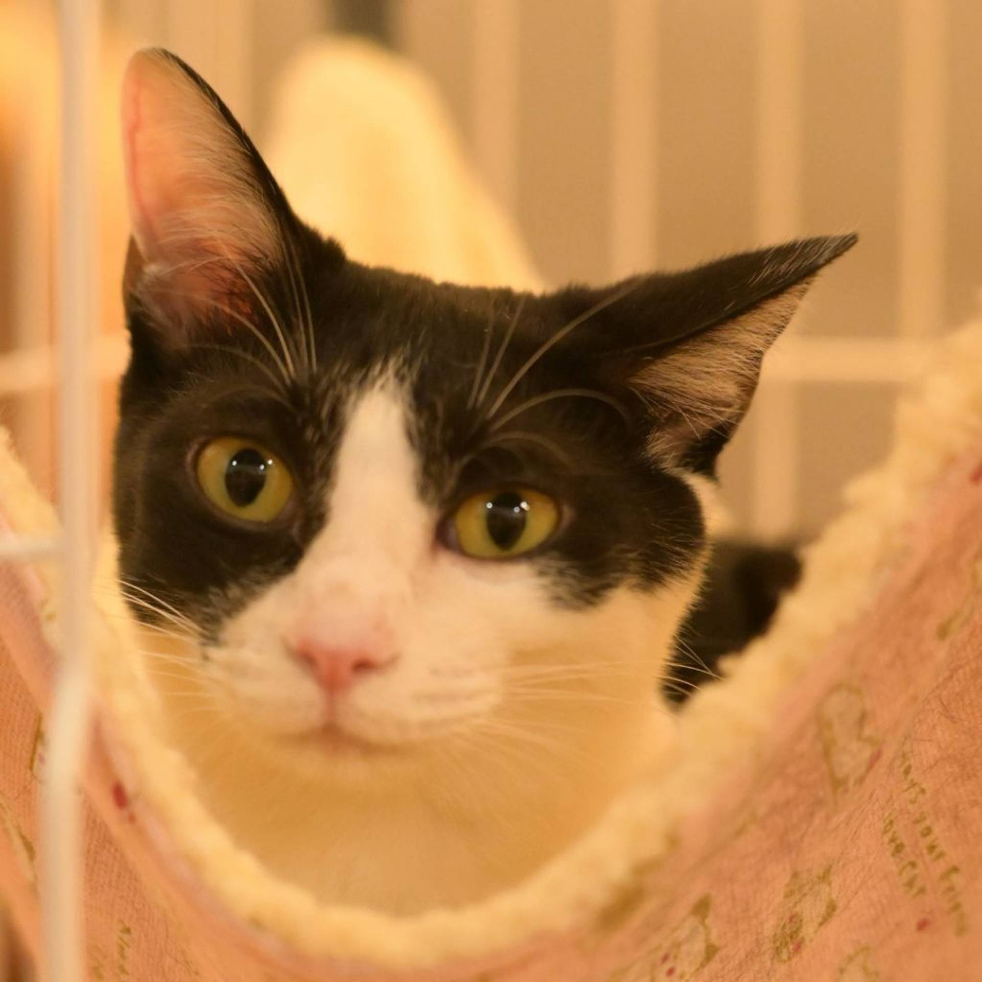 雑種（ミックス猫）・メスの里親募集の写真