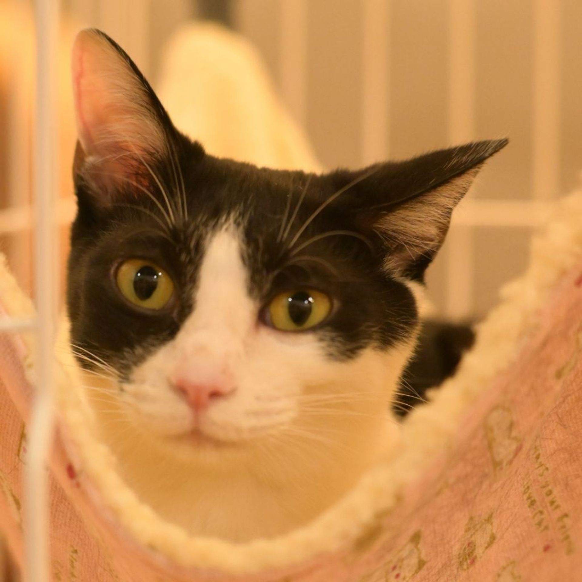 雑種（ミックス猫）・メスの里親募集の写真