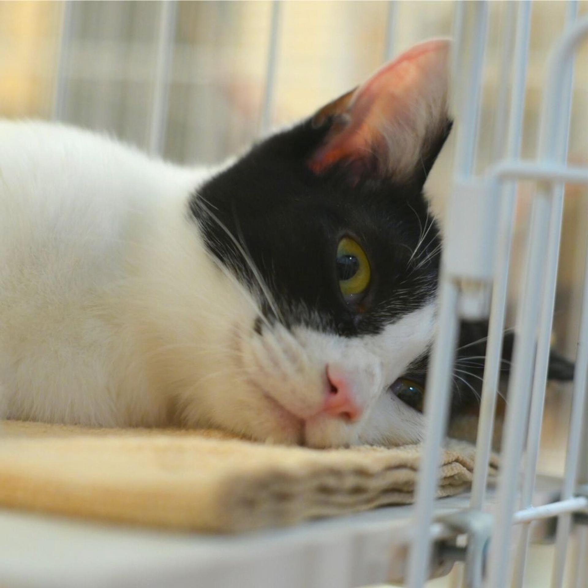 pet-image-7