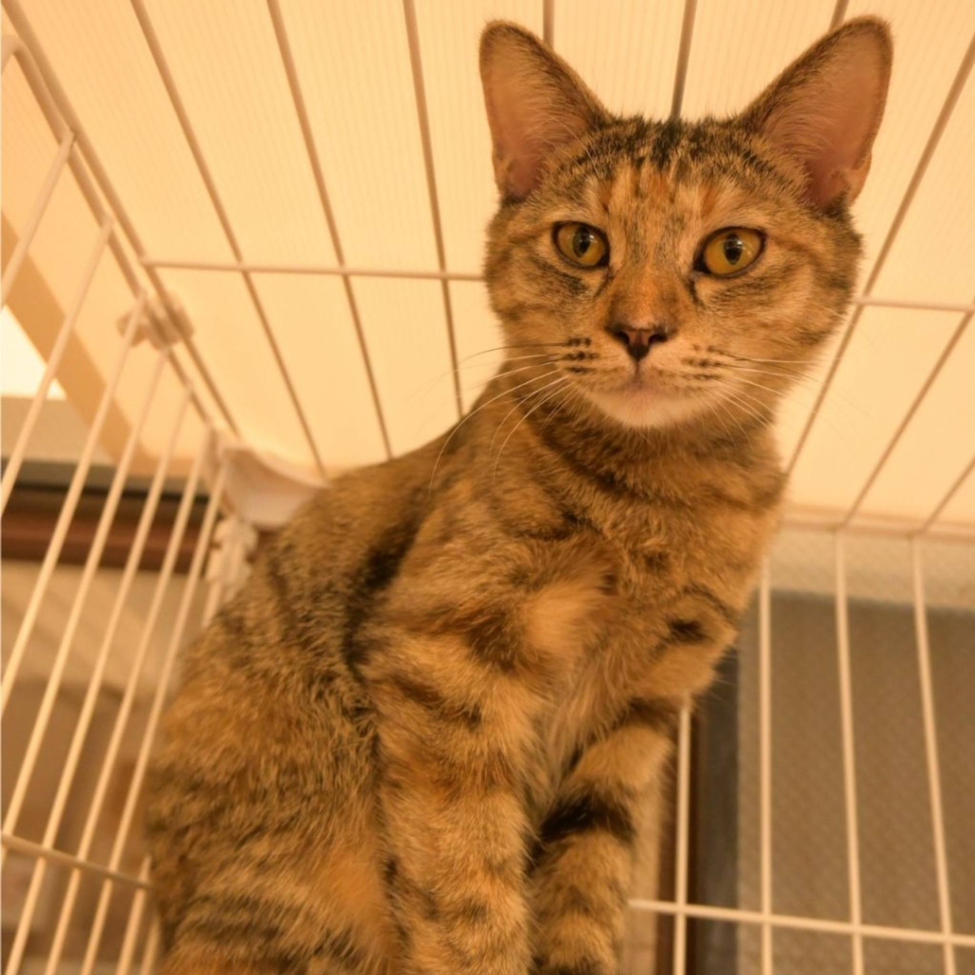 雑種（ミックス猫）・メスの里親募集の写真