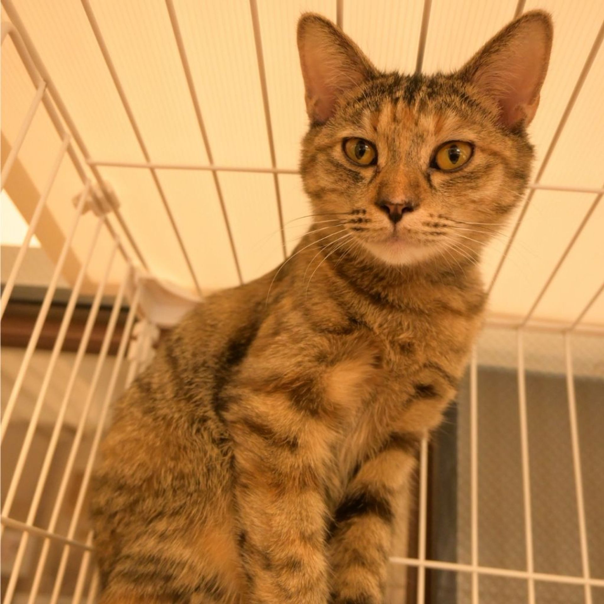 雑種（ミックス猫）・メスの里親募集の写真