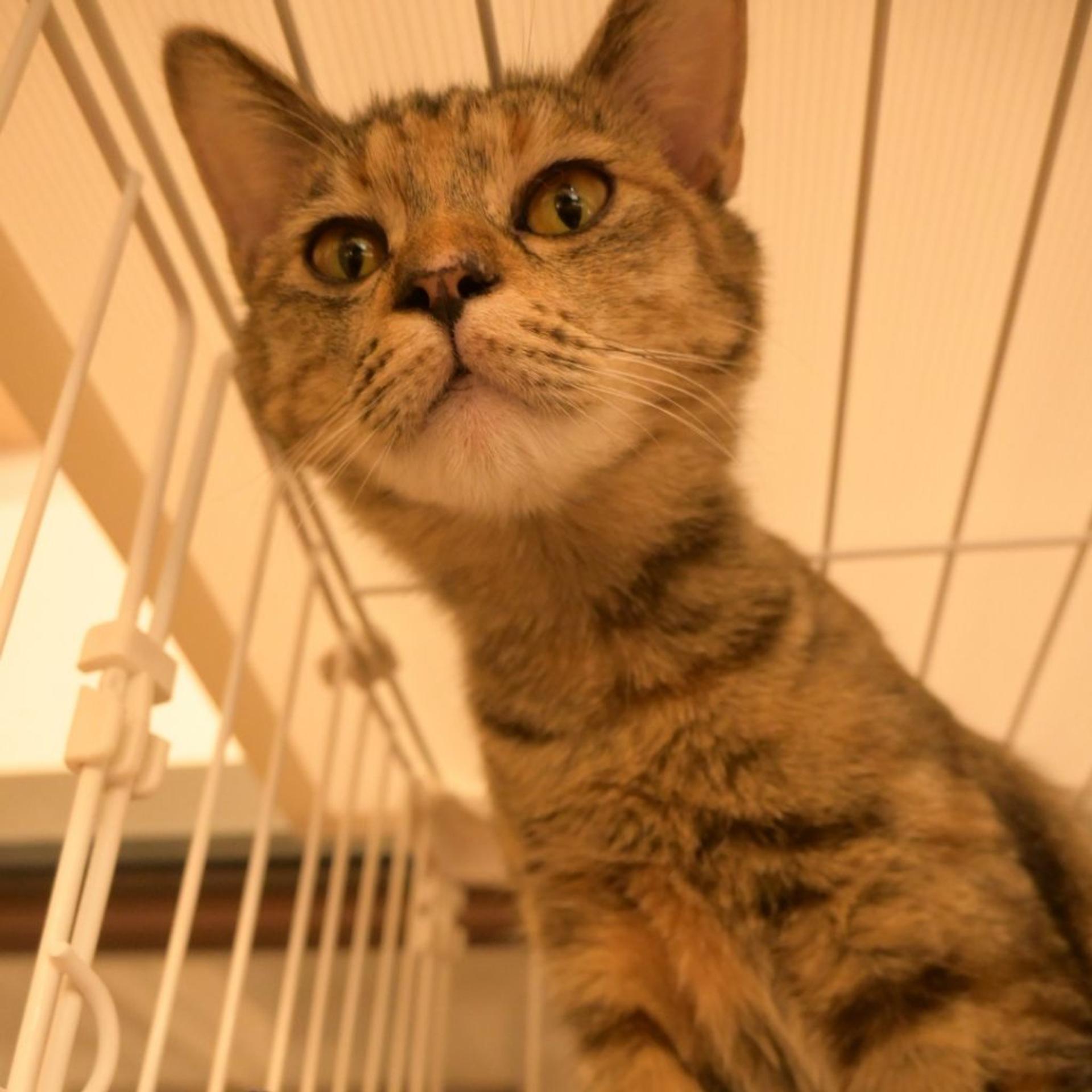 pet-image-2