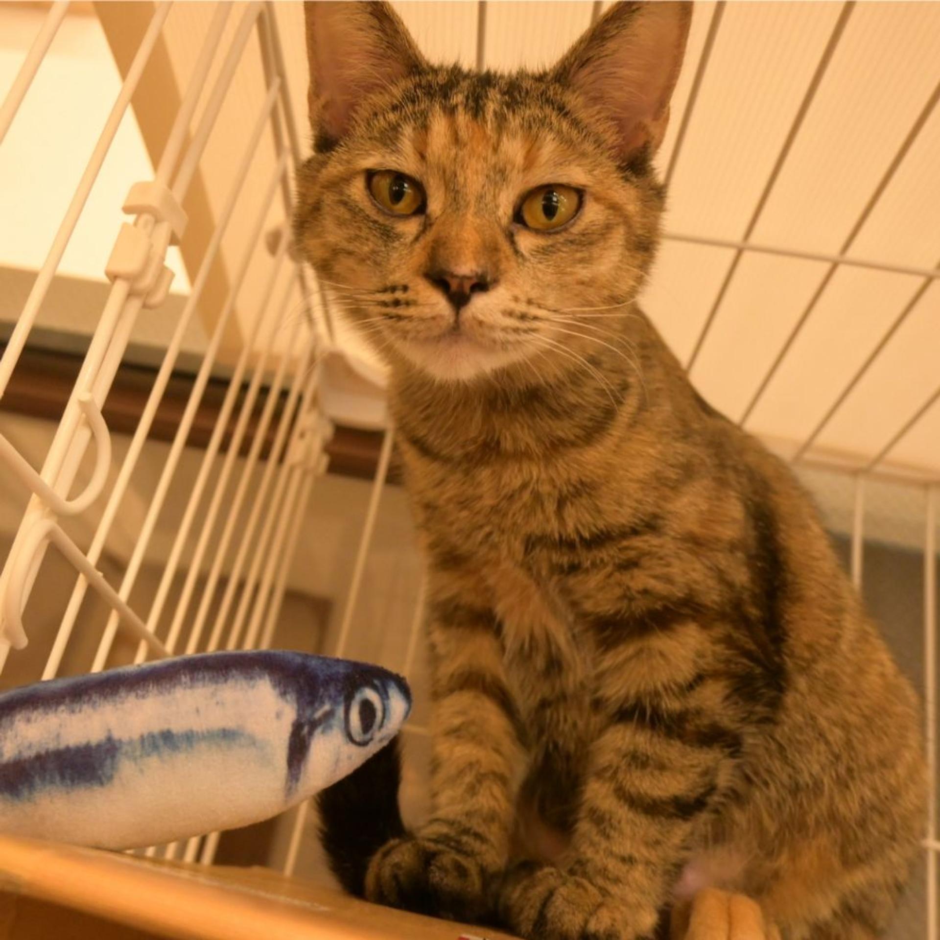 pet-image-3