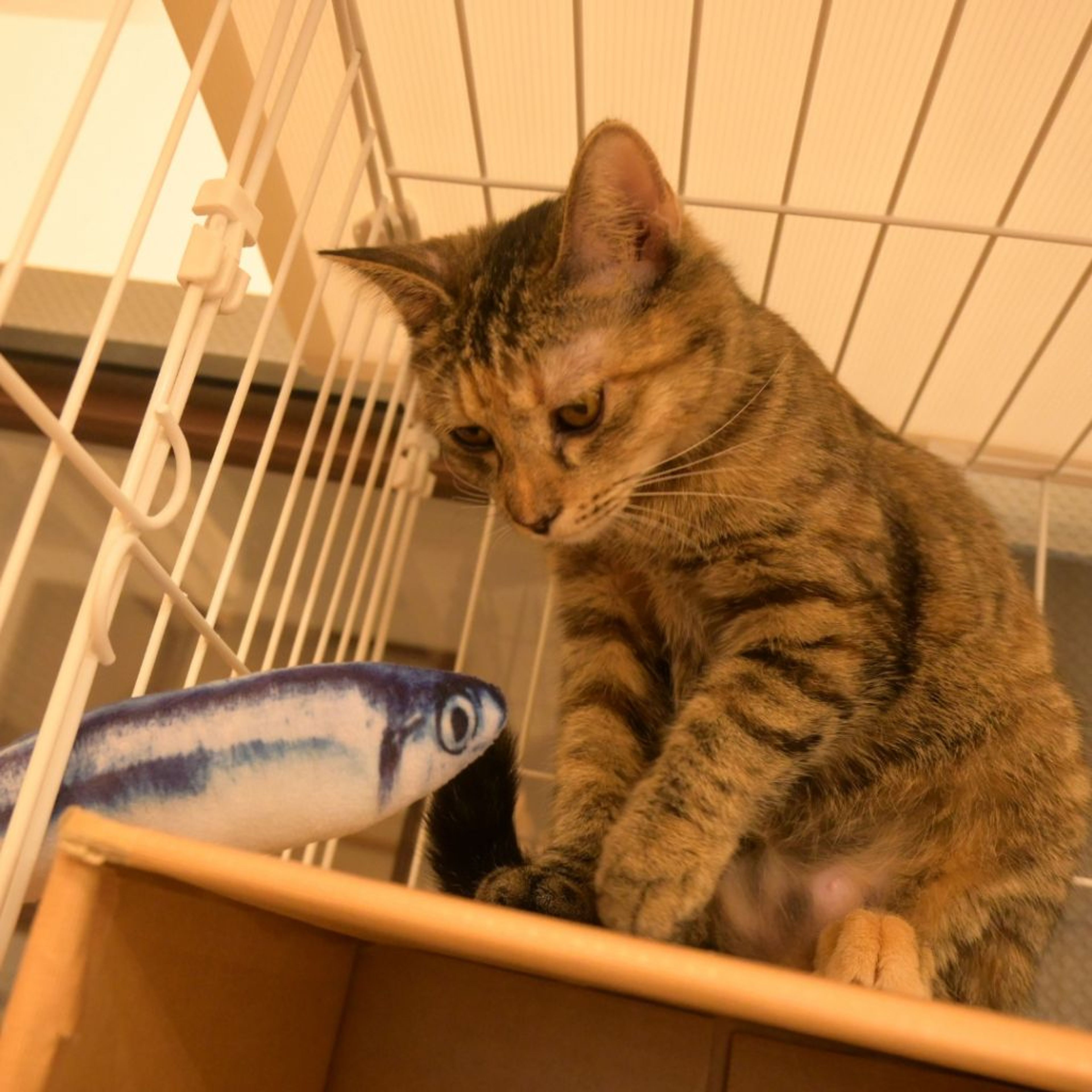pet-image-4
