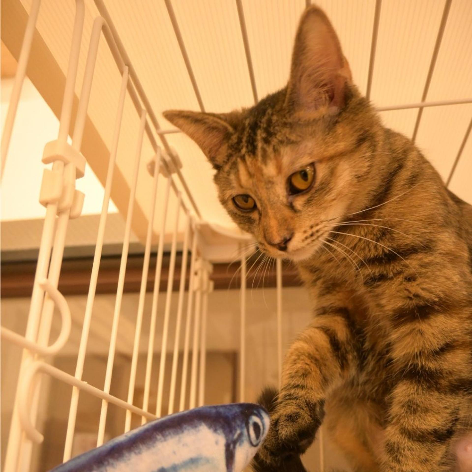 pet-image-5