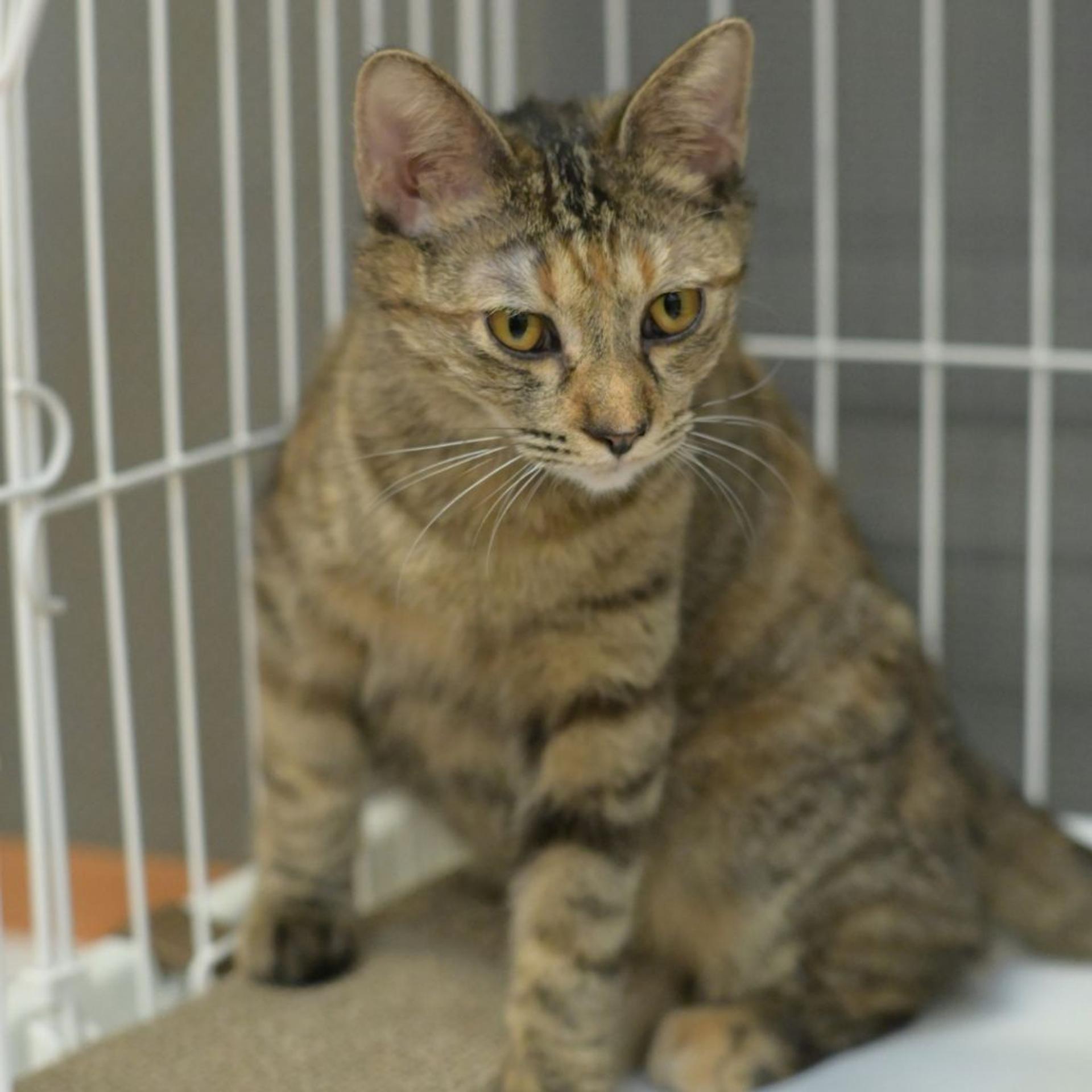 pet-image-6